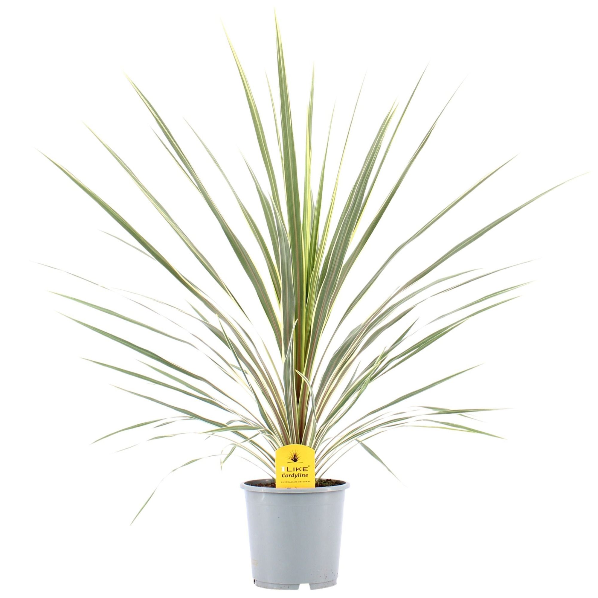 Cordyline Australis Variegata - 21cm, D 21 cm