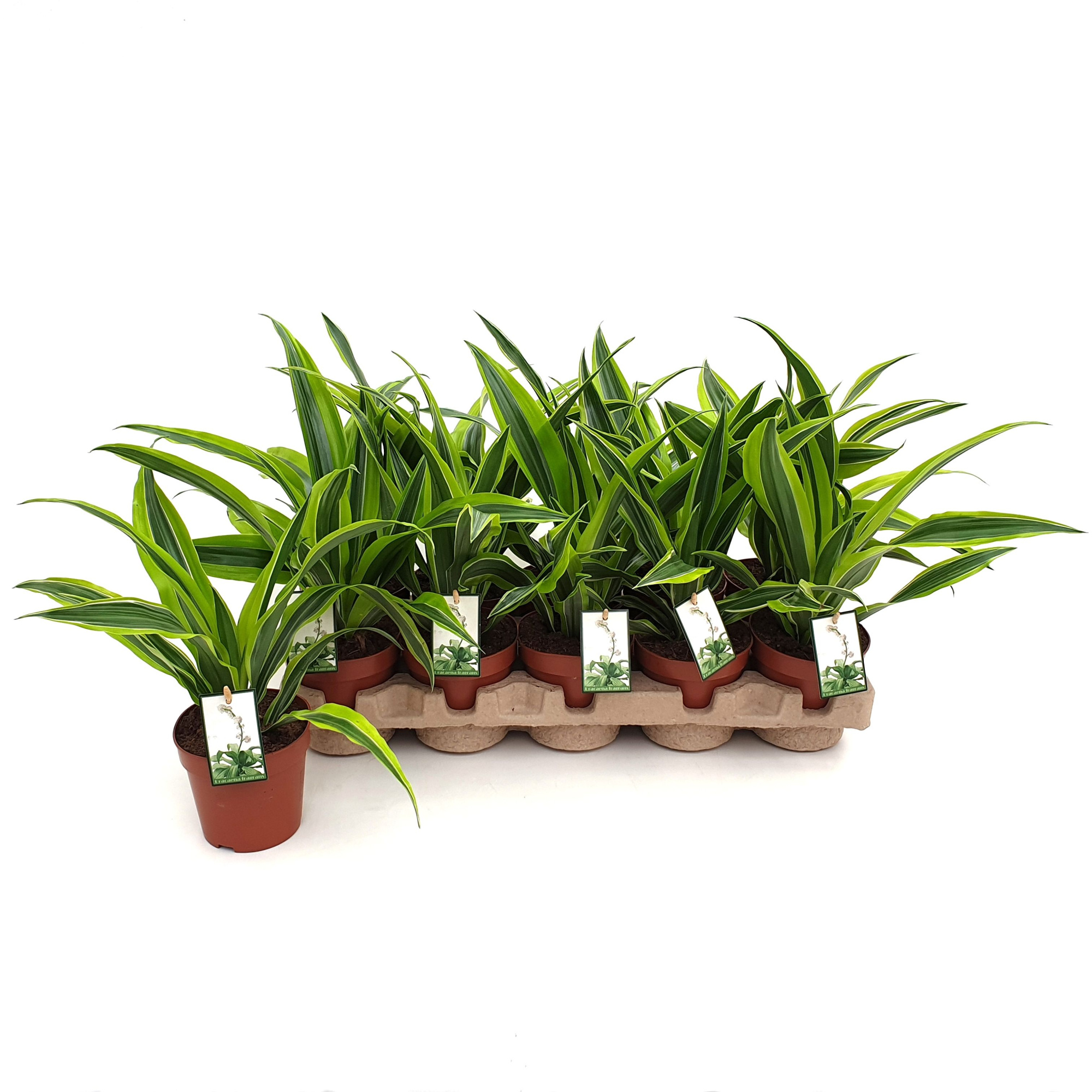 Dracaena Lemon Lime in EcoExpert tray, D 12