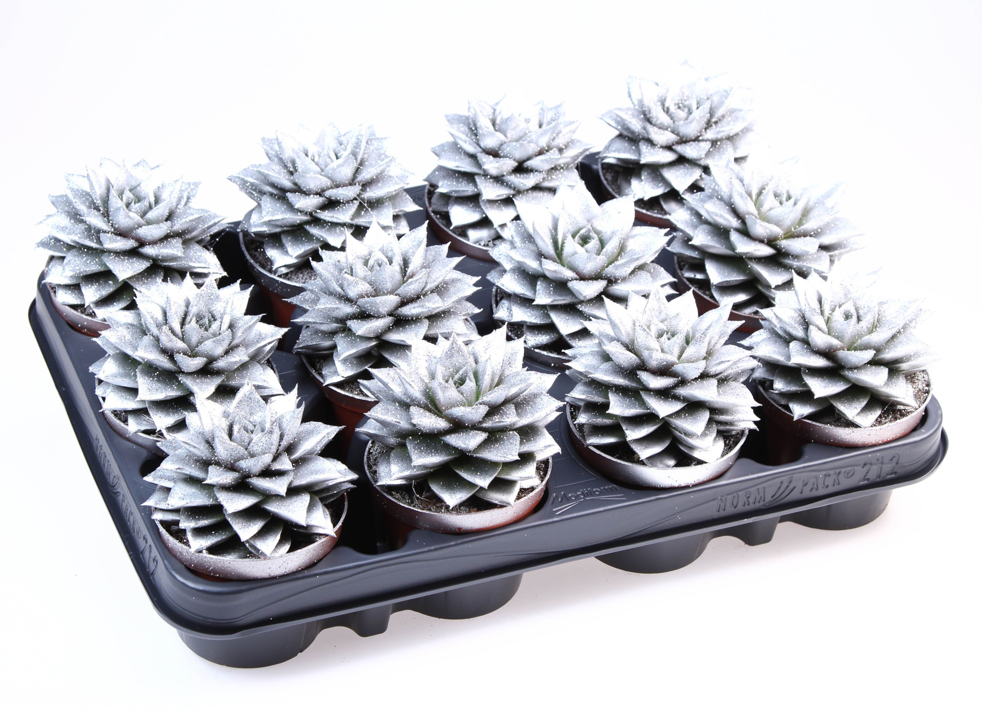 Purper zilver + bio glitter, D 8,5