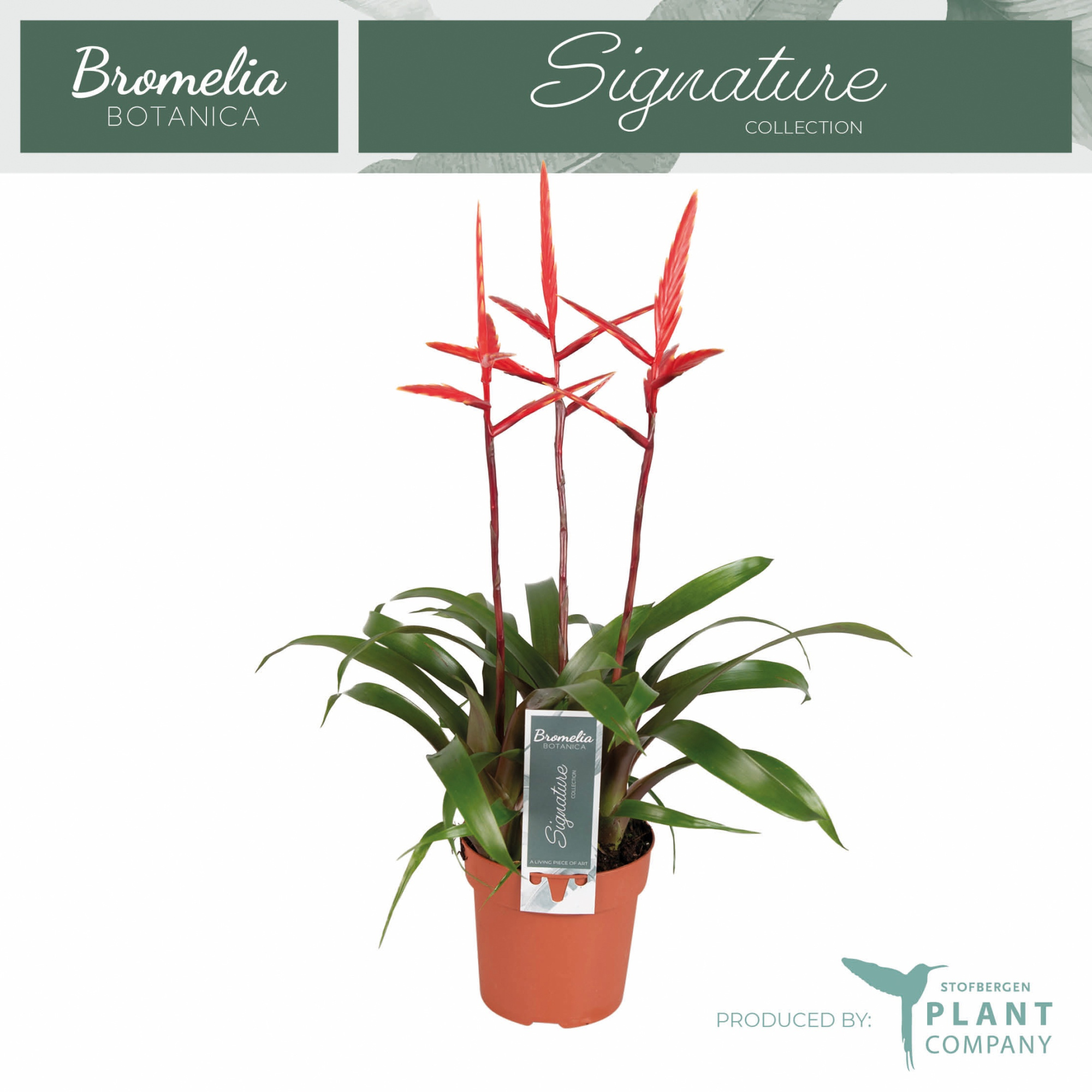 Vriesea Elan toef, D 12 cm