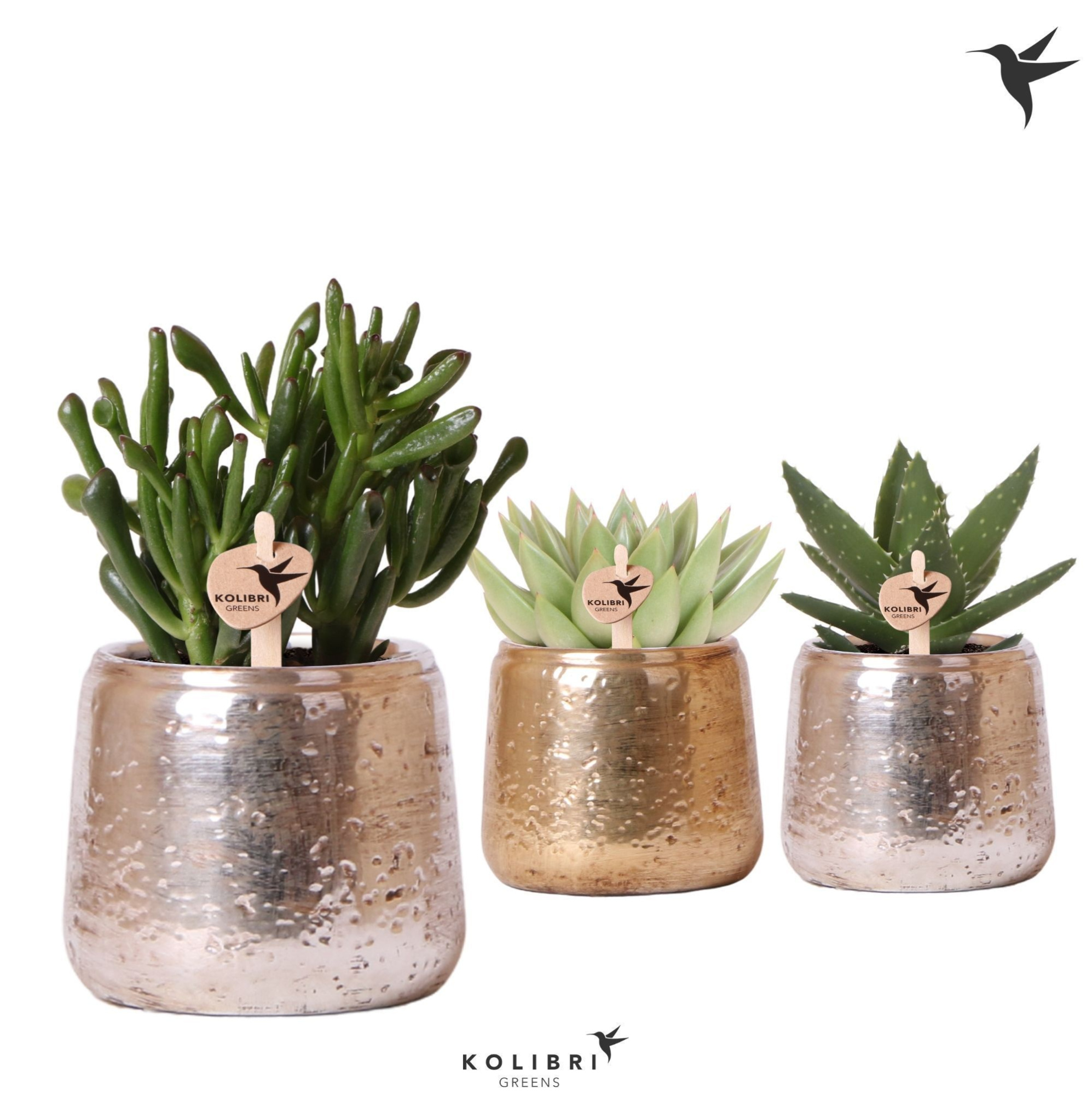 Kolibri Greens Succulenten mix in Luxury pot mix, D 9 cm
