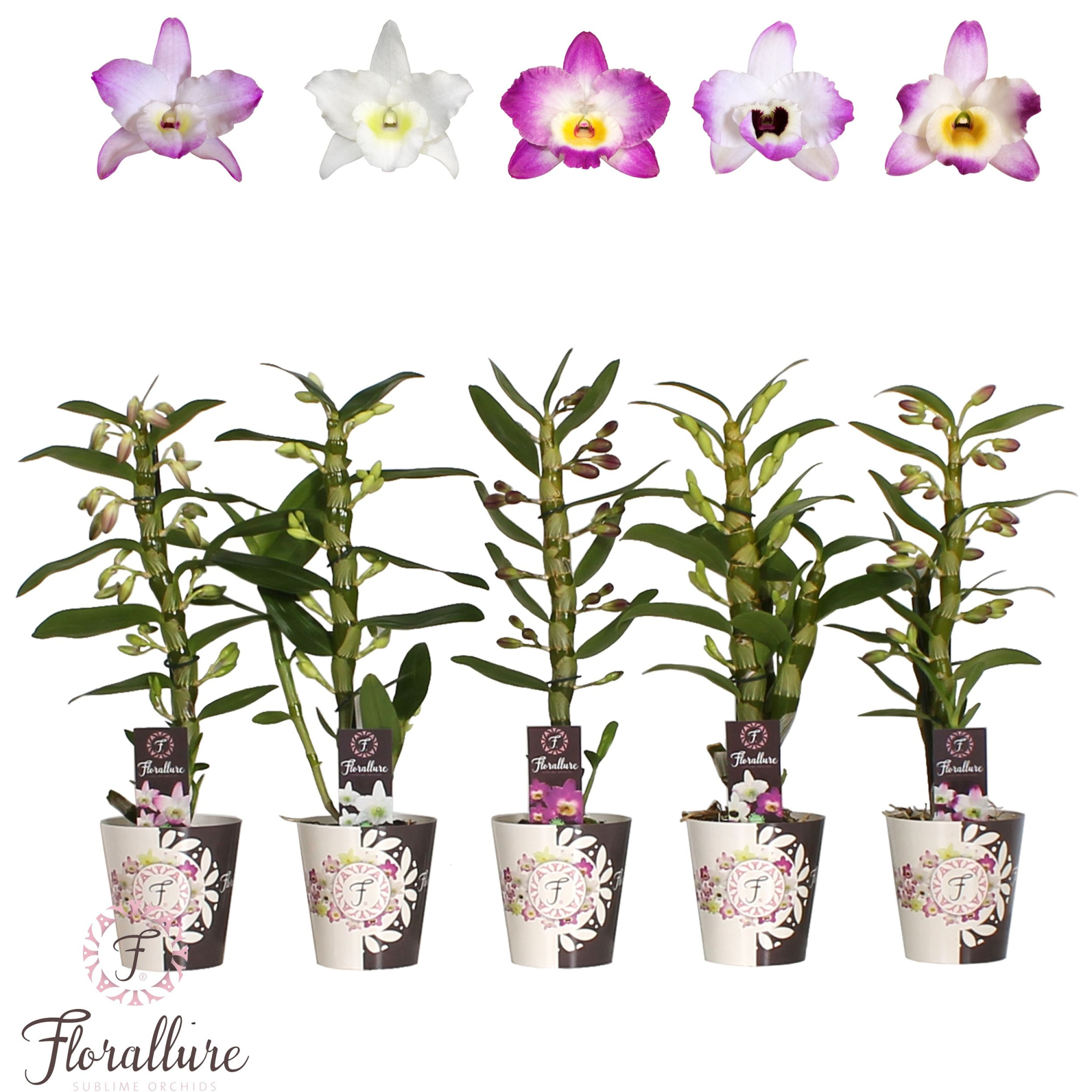 Dendrobium Nobile Mix 1 stam 7+ trossen Florallure, D 12 cm