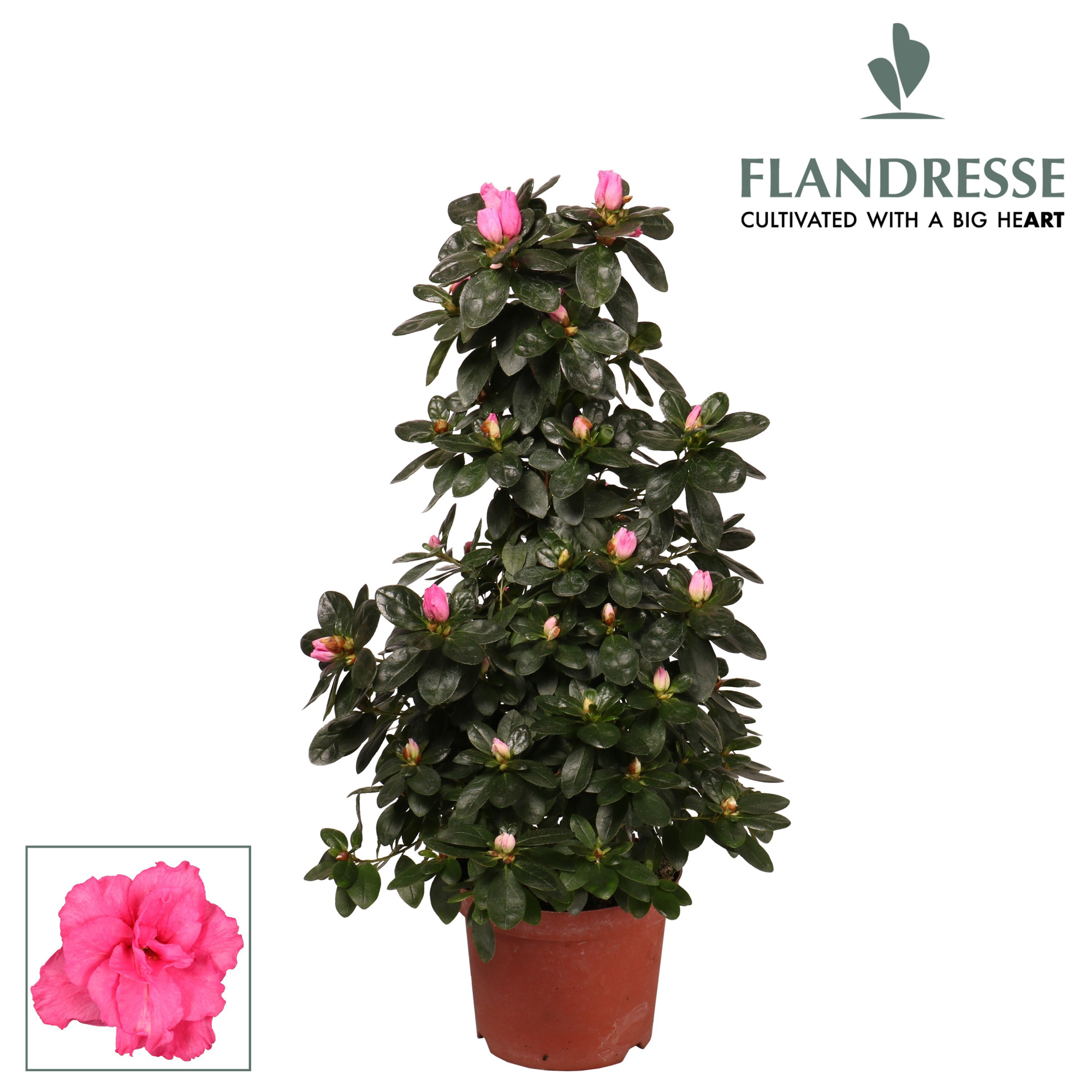 Azalea Flandresse® piramide 'roze' 65 cm, D 17