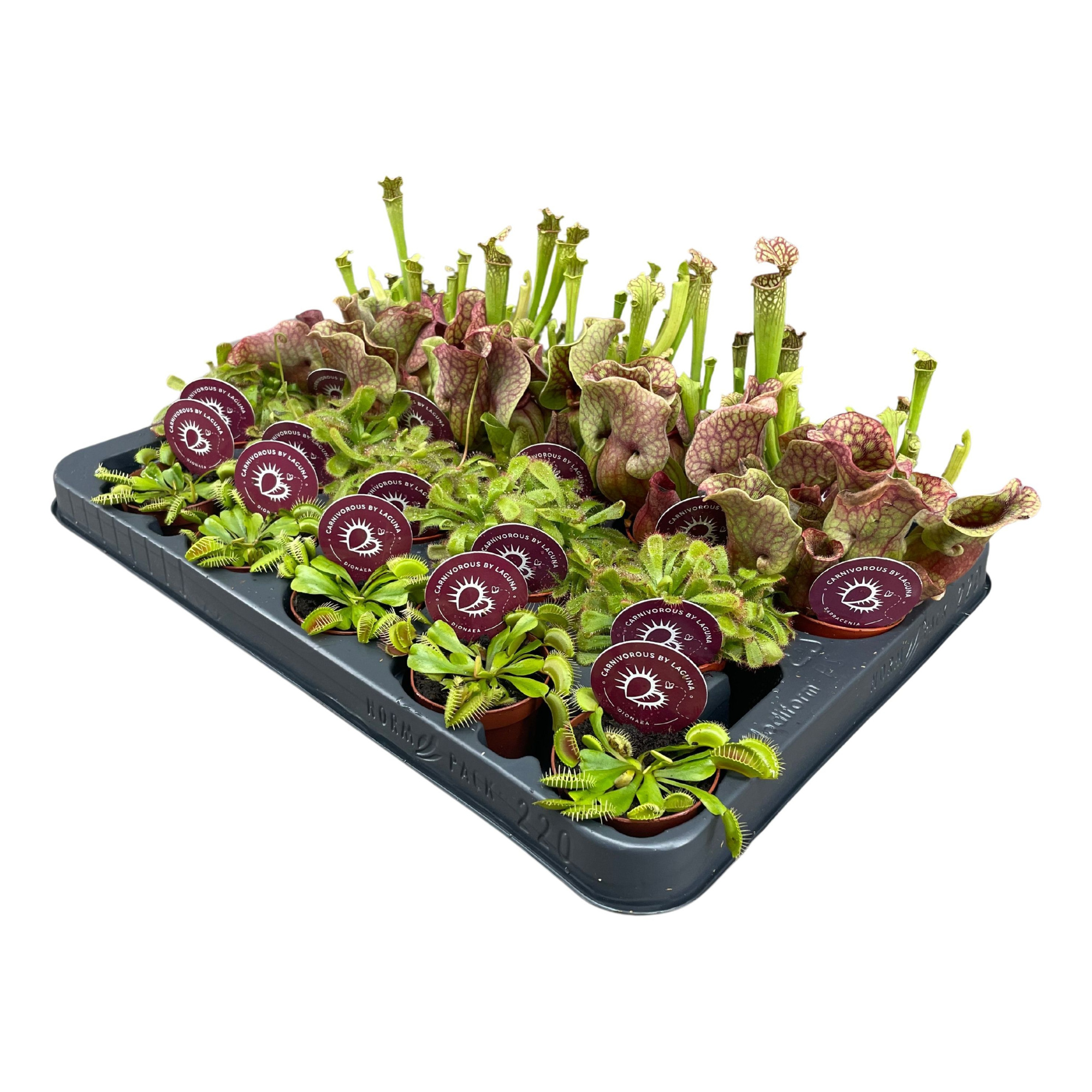 Vleesetende planten mix 5,5 cm, D 6 cm