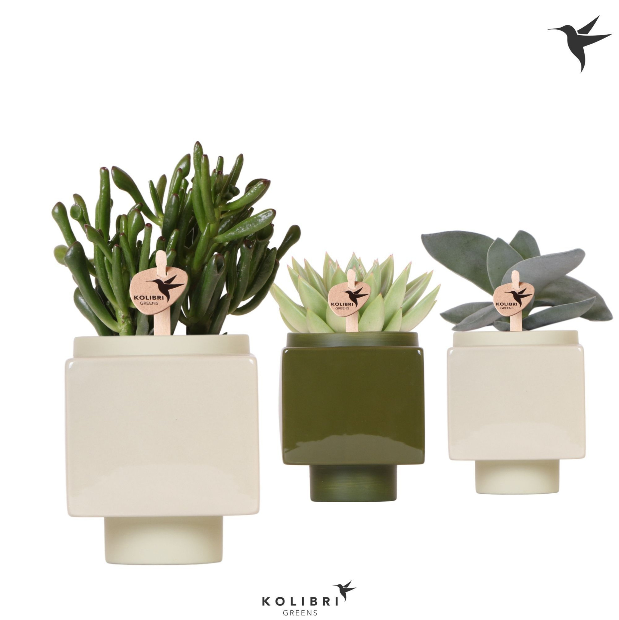 Kolibri Greens Succulenten mix in Cube pot green, D 9 cm