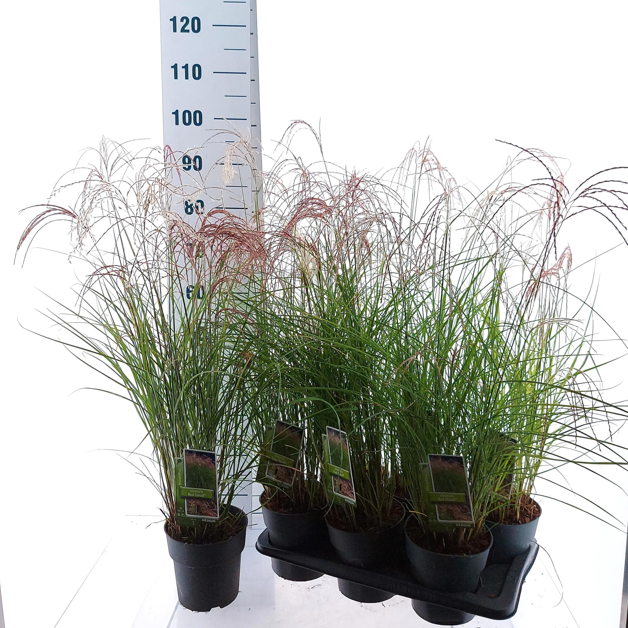 Miscanthus sin. 'Red Cloud', D 17 cm