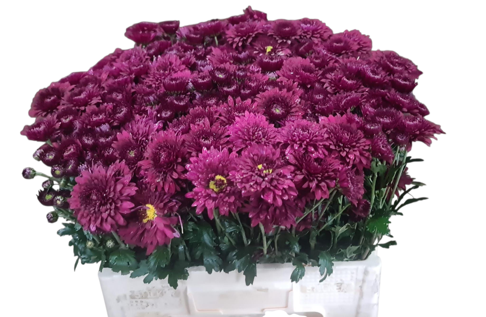 Хризантема куст. Смоуки 60, шт.