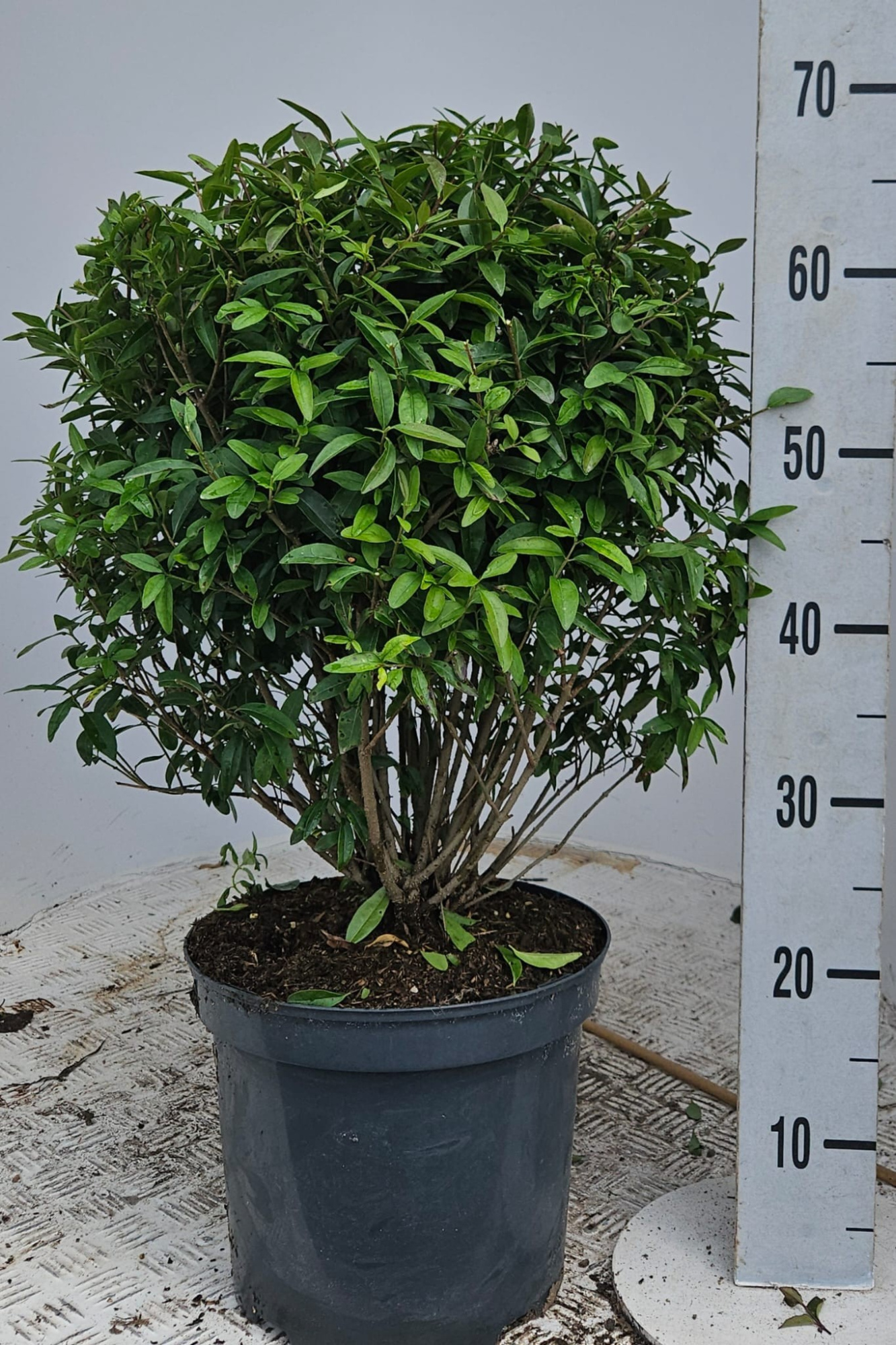 Ligustrum vul. 'Lodense' Kugel, D 26