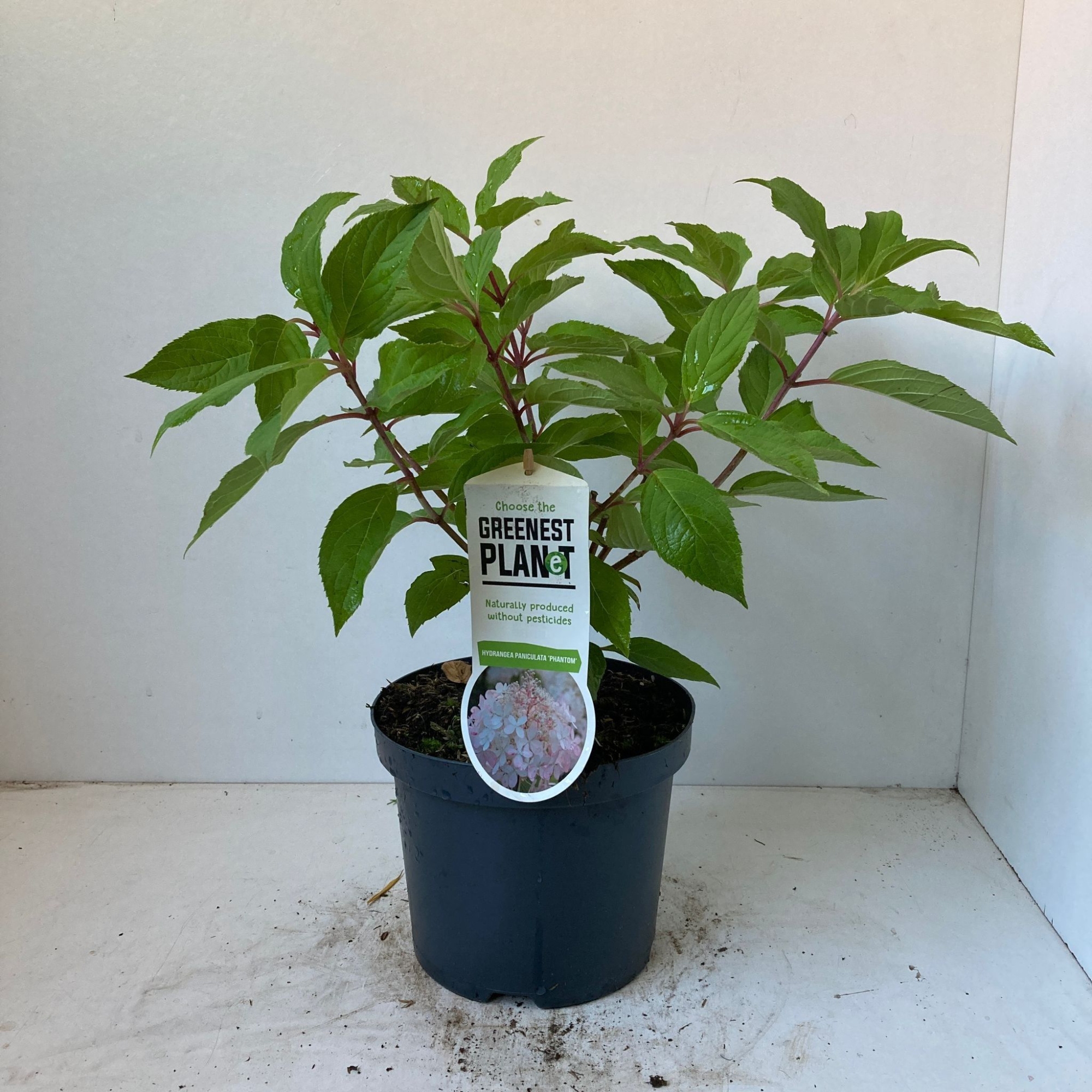 Hydrangea pan. 'Phantom', D 19 cm