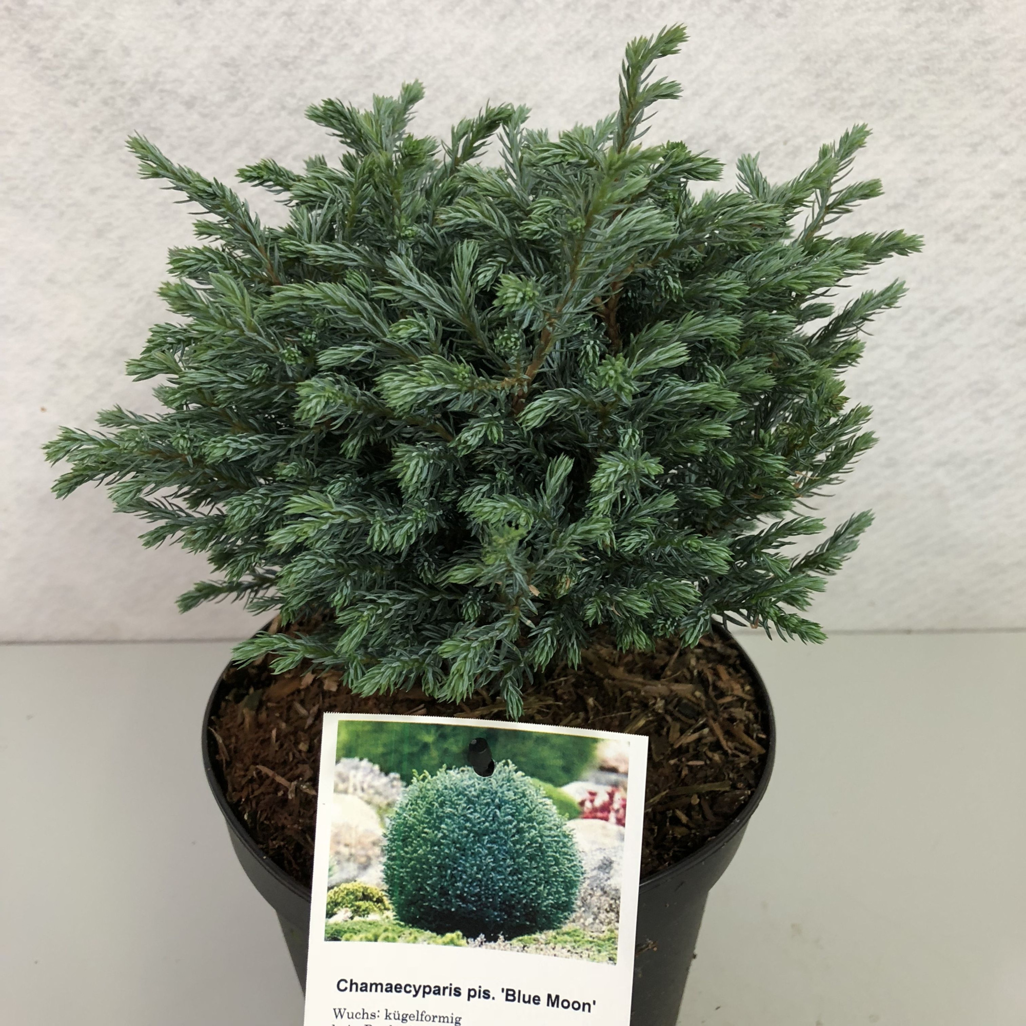 Chamaecyparis pisifera 'Blue Moon'®, D 19 cm