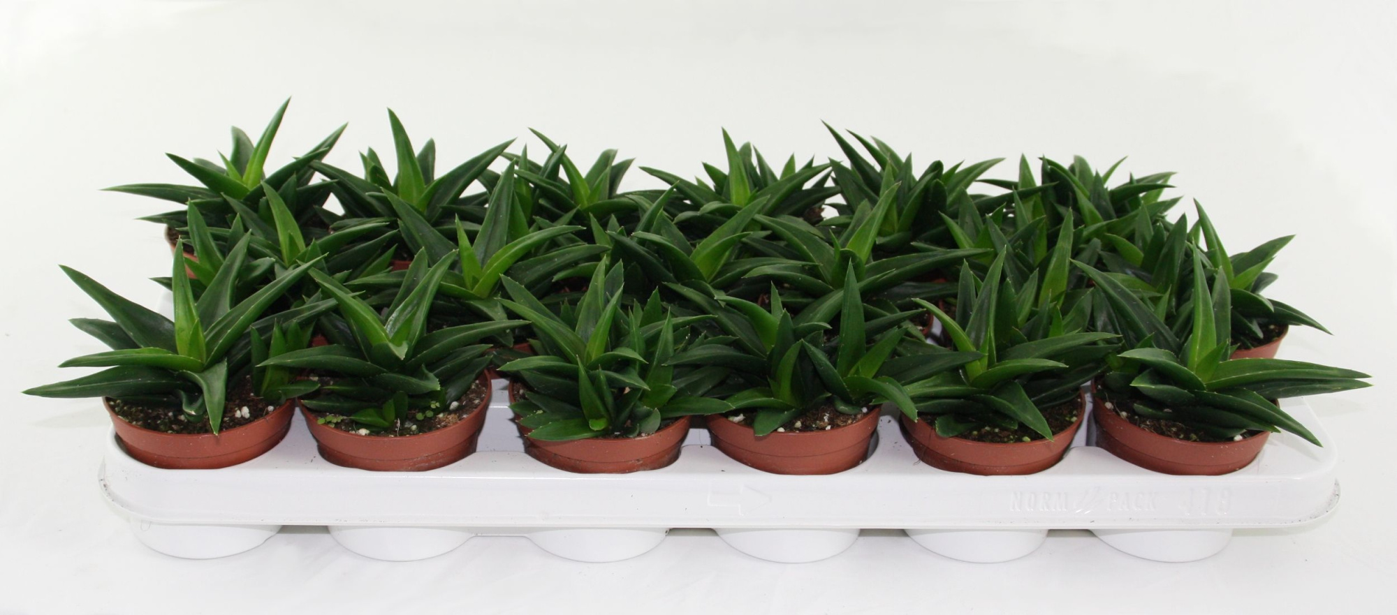 Haworthia Pentagona, D 8,5 cm