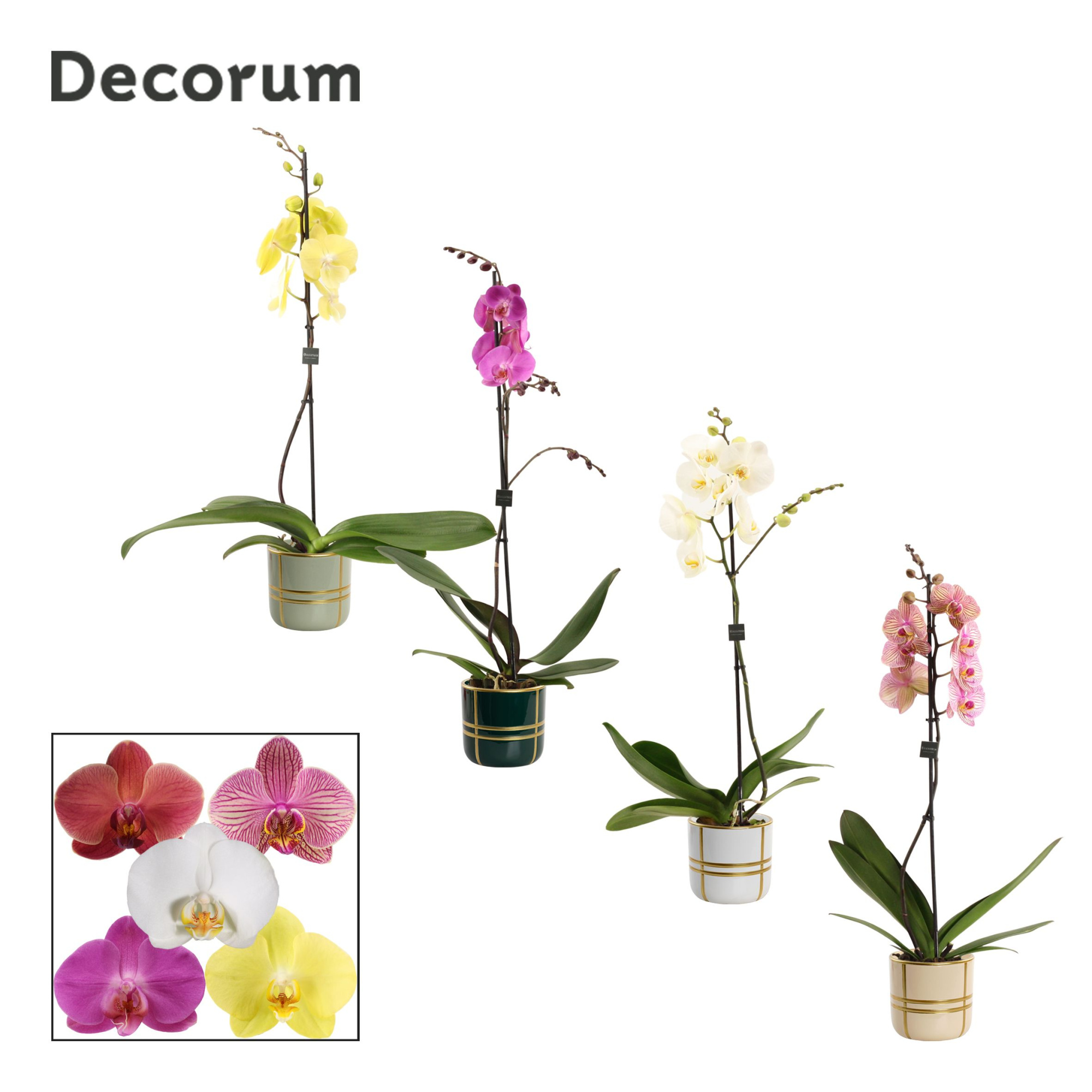 Phalaenopsis 1 tak 9+ mix in Lauri (Top blend-collection), D 12 cm