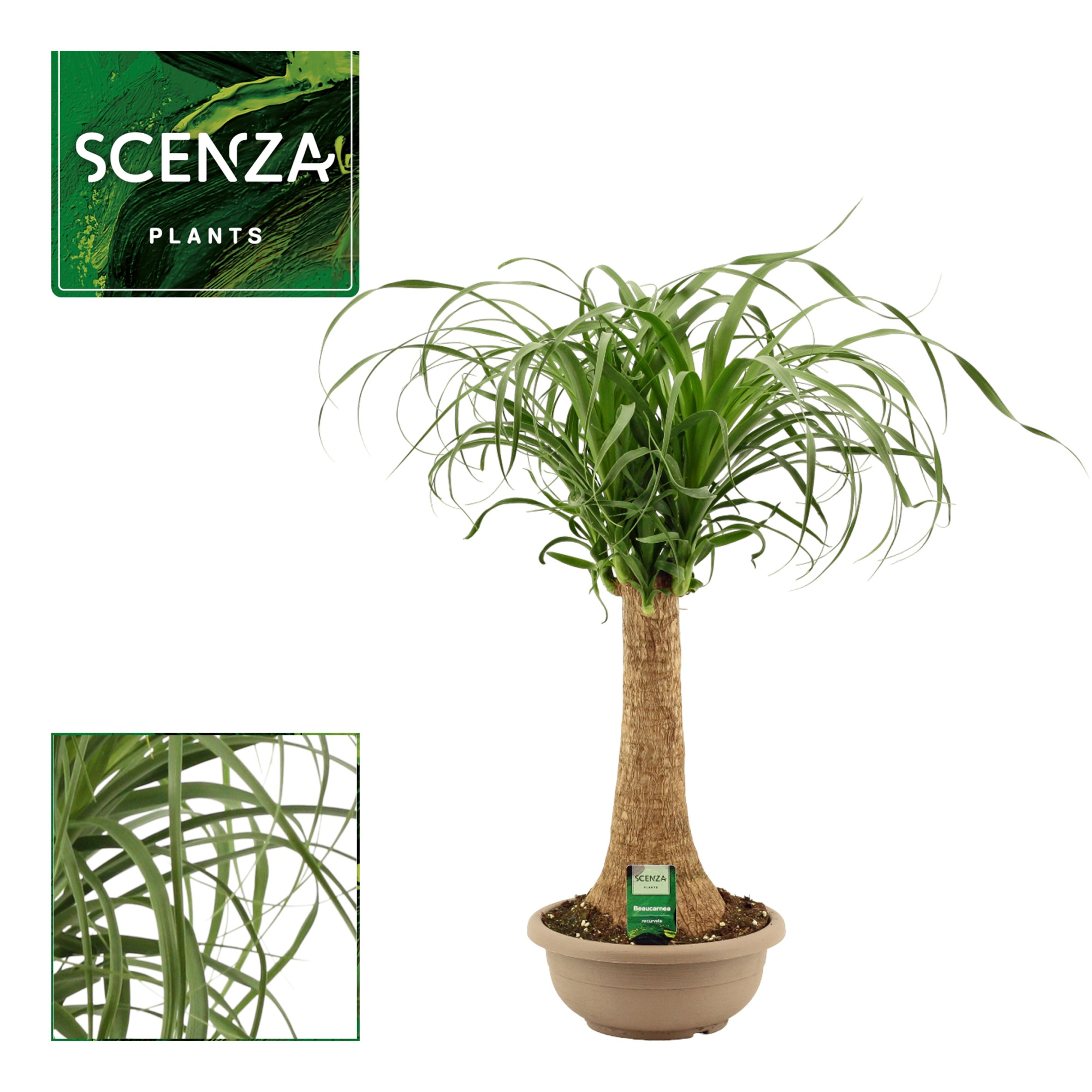 Beaucarnea Recht 25 cm compact in schaal (Scenza), D 25