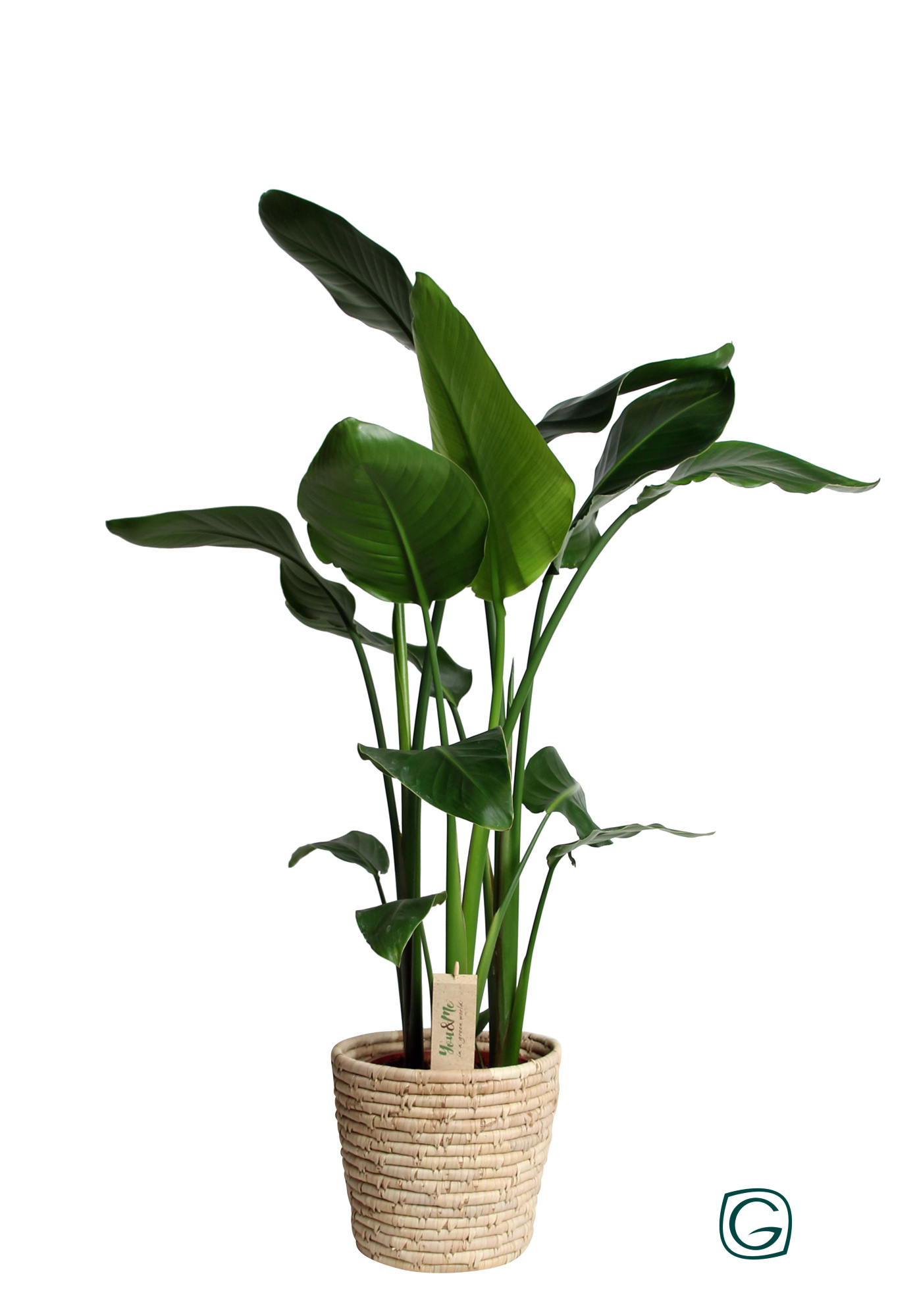 Strelitzia in basket palmleaf, D 21