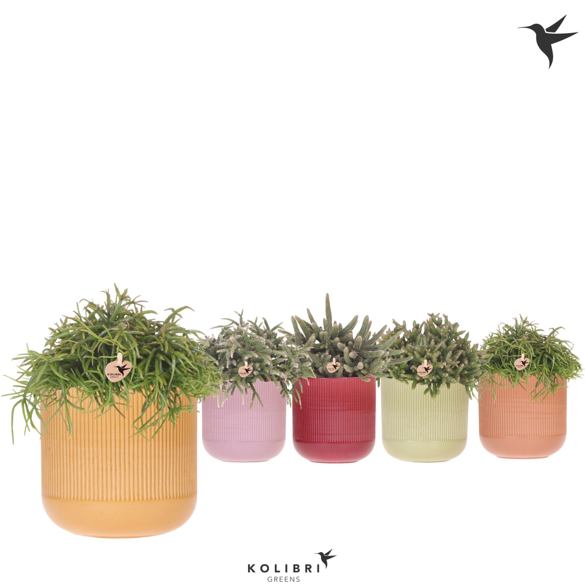 Kolibri Greens Rhipsalis mix in Flare pot mix, D 12 cm