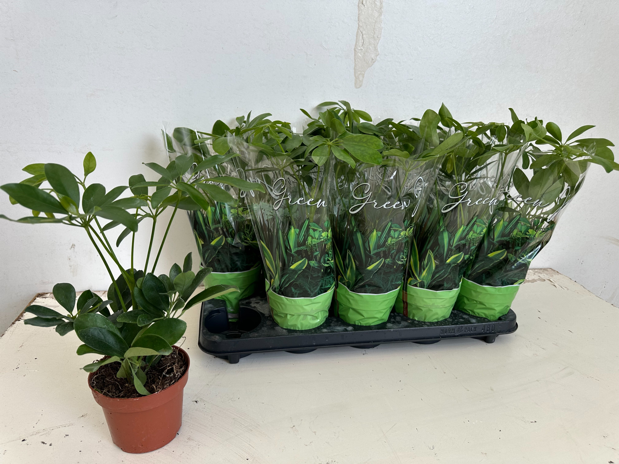 Schefflera Groen, D 12