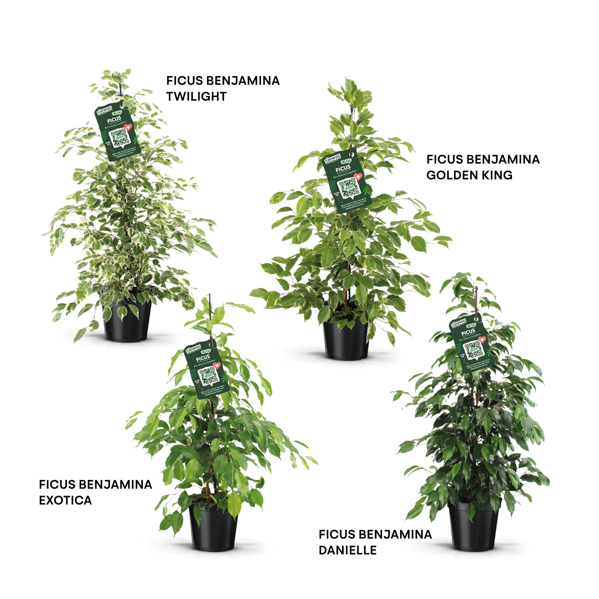 Ficus benjamina forever mix, D 21 cm