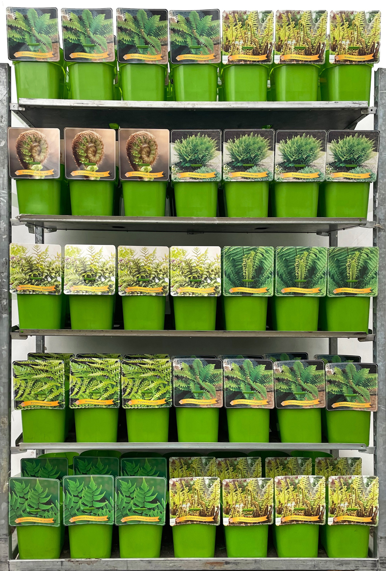 Varen Mix CC C5, D 21