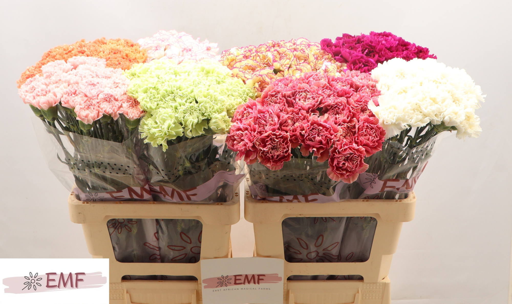 Диантус од. Микс в баке, шт.