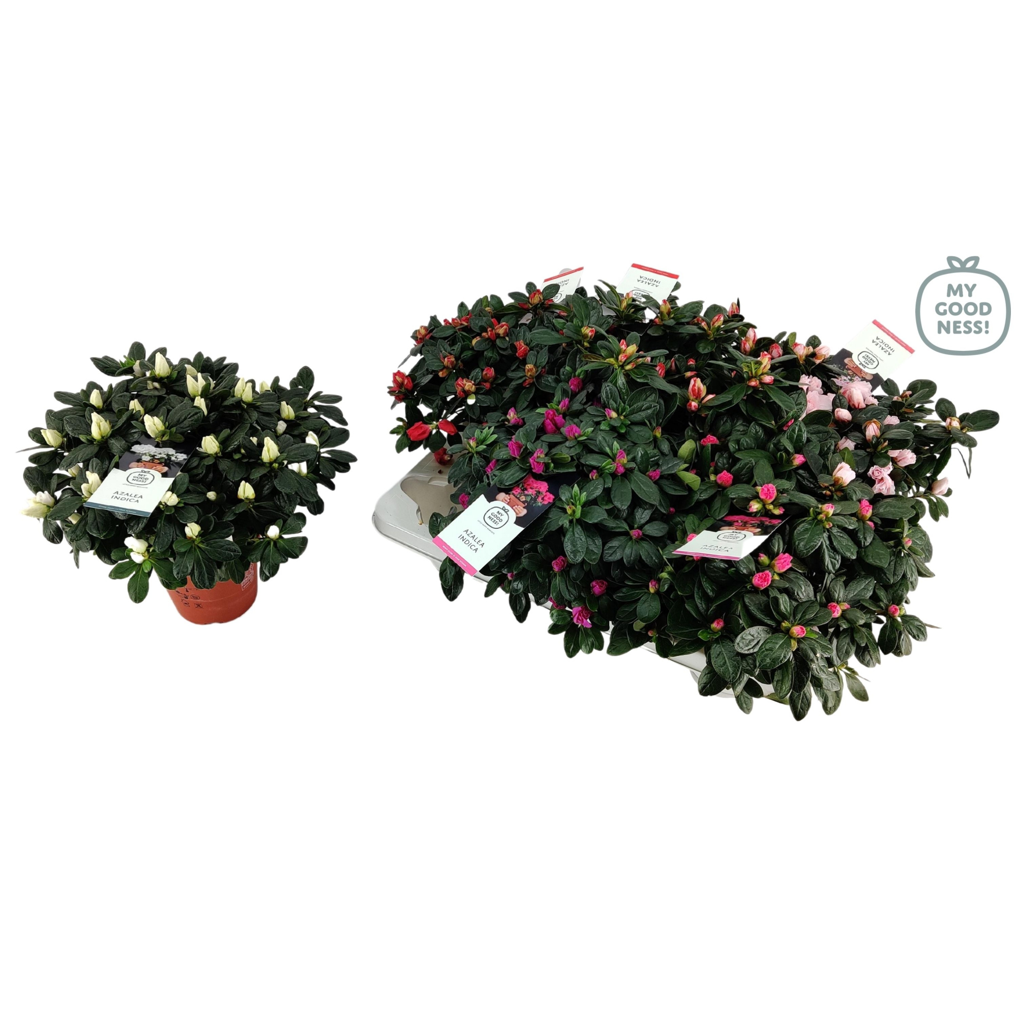 Azalea P14 ' Mix CC' L kleurtonend, D 14