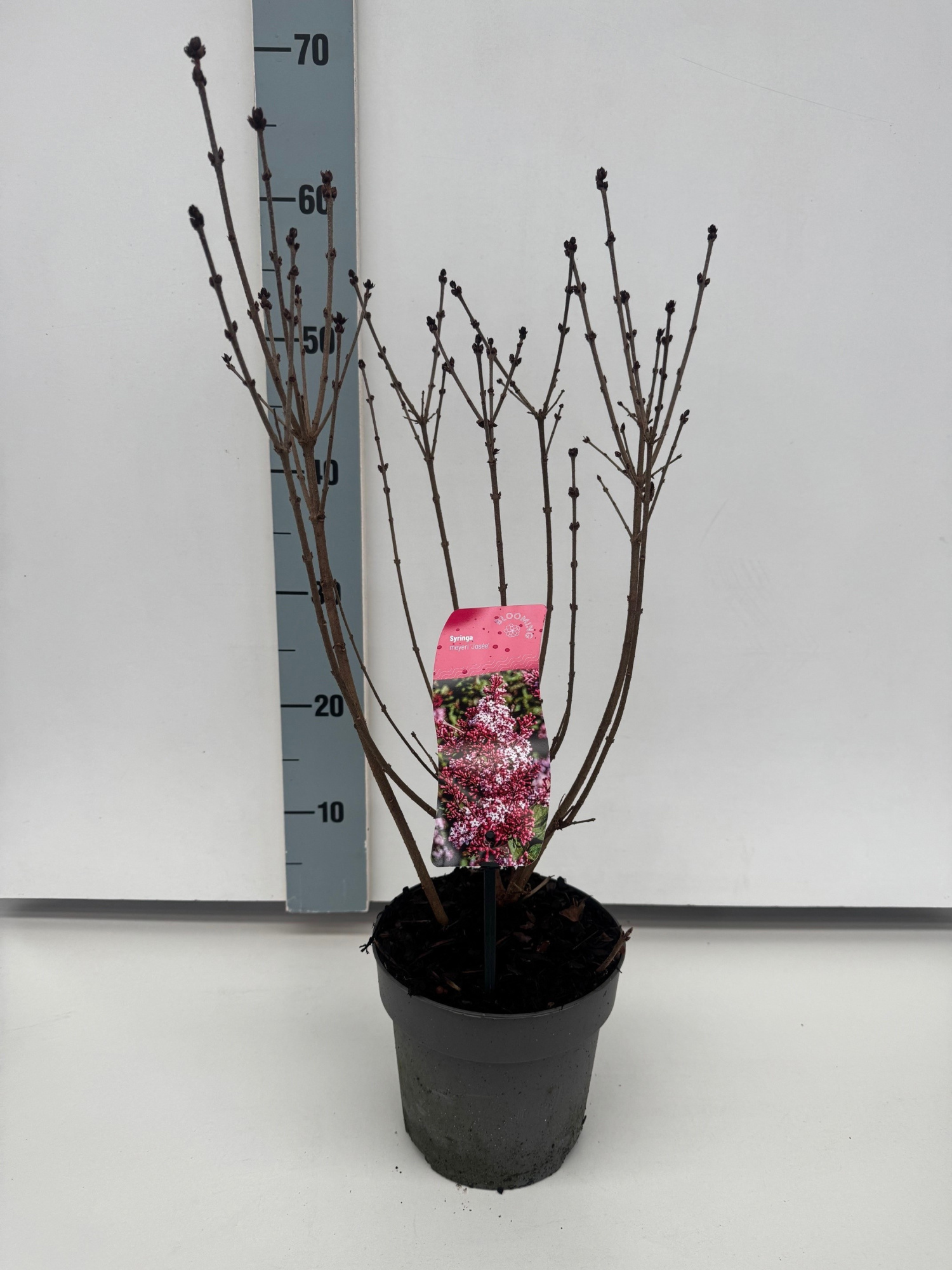 Syringa 'Josée', D 17