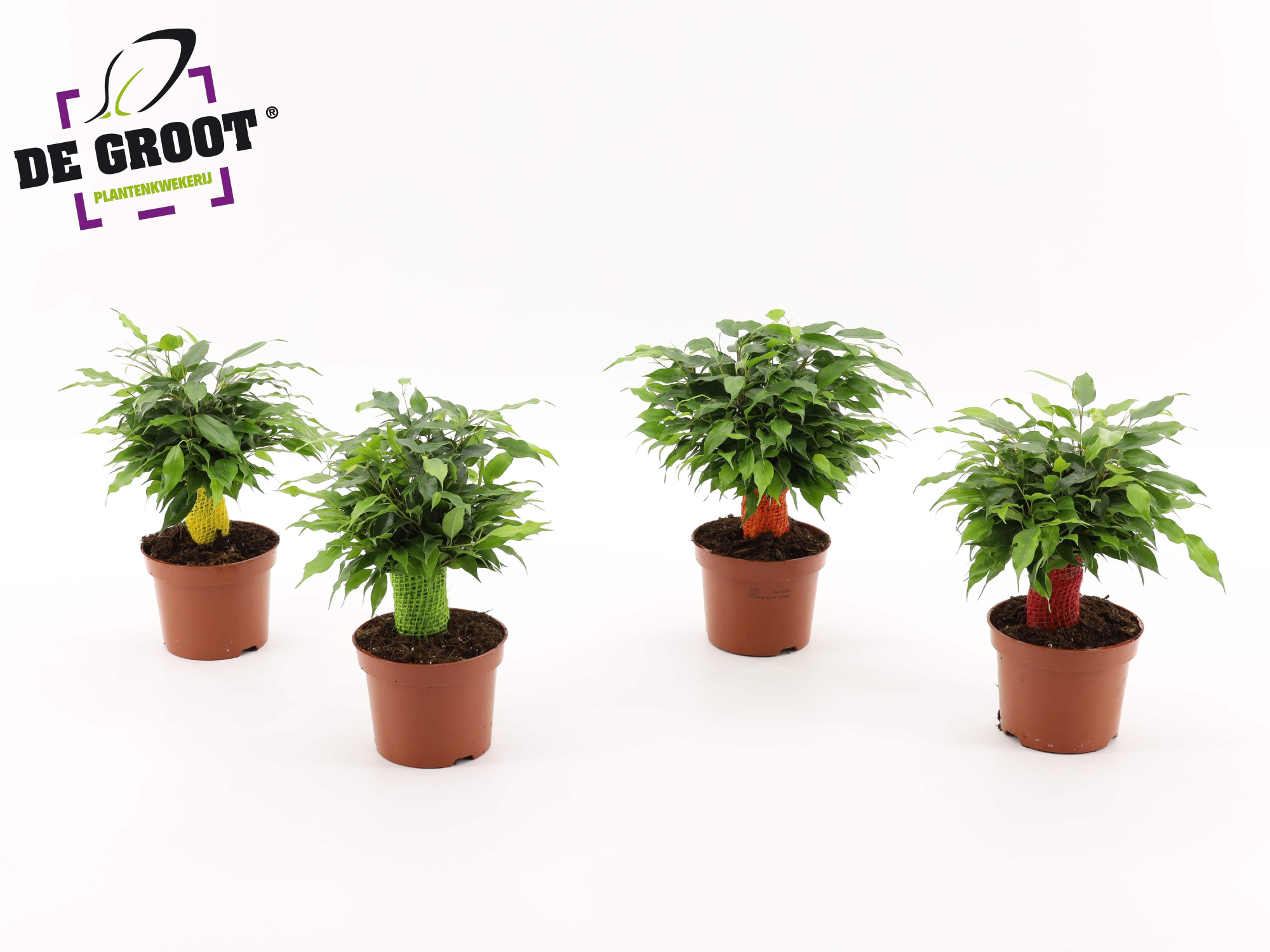 Ficus green kinky jute kleur, D 12 cm