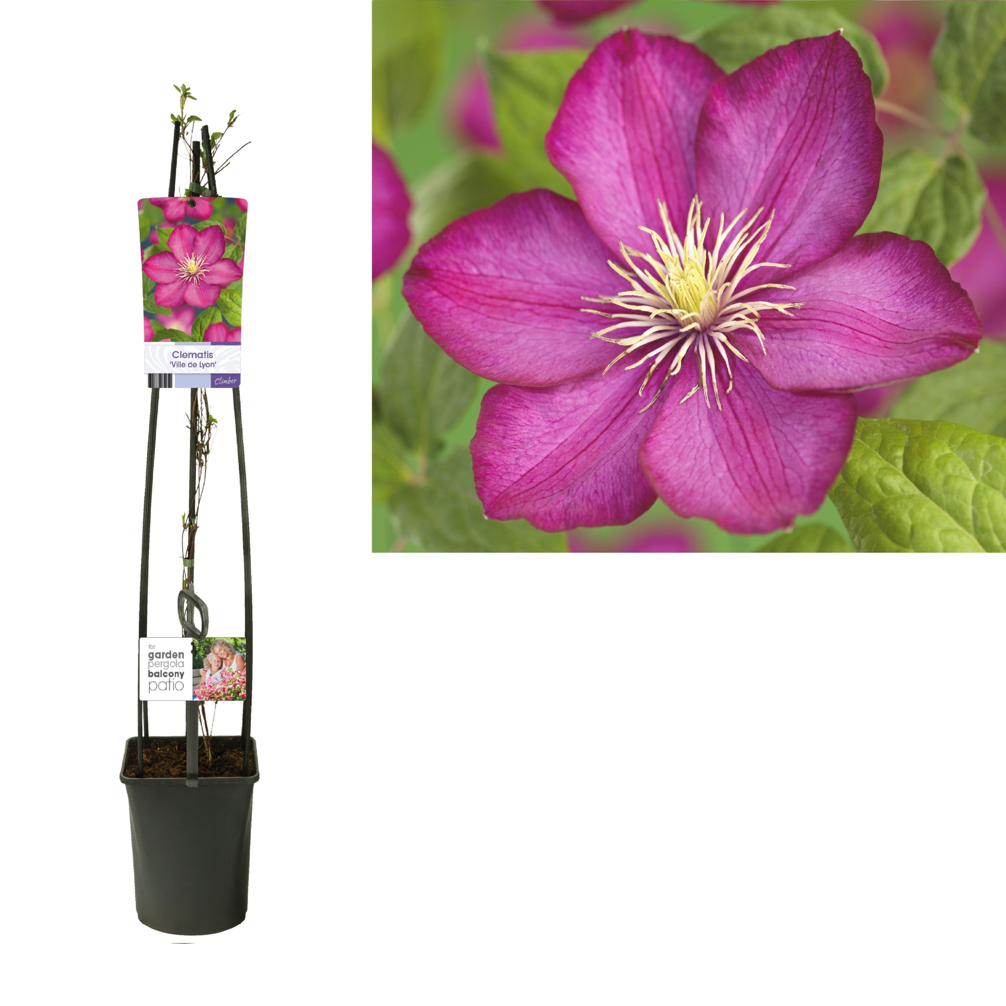 Clematis 'Ville de Lyon' +light label, D 23 cm