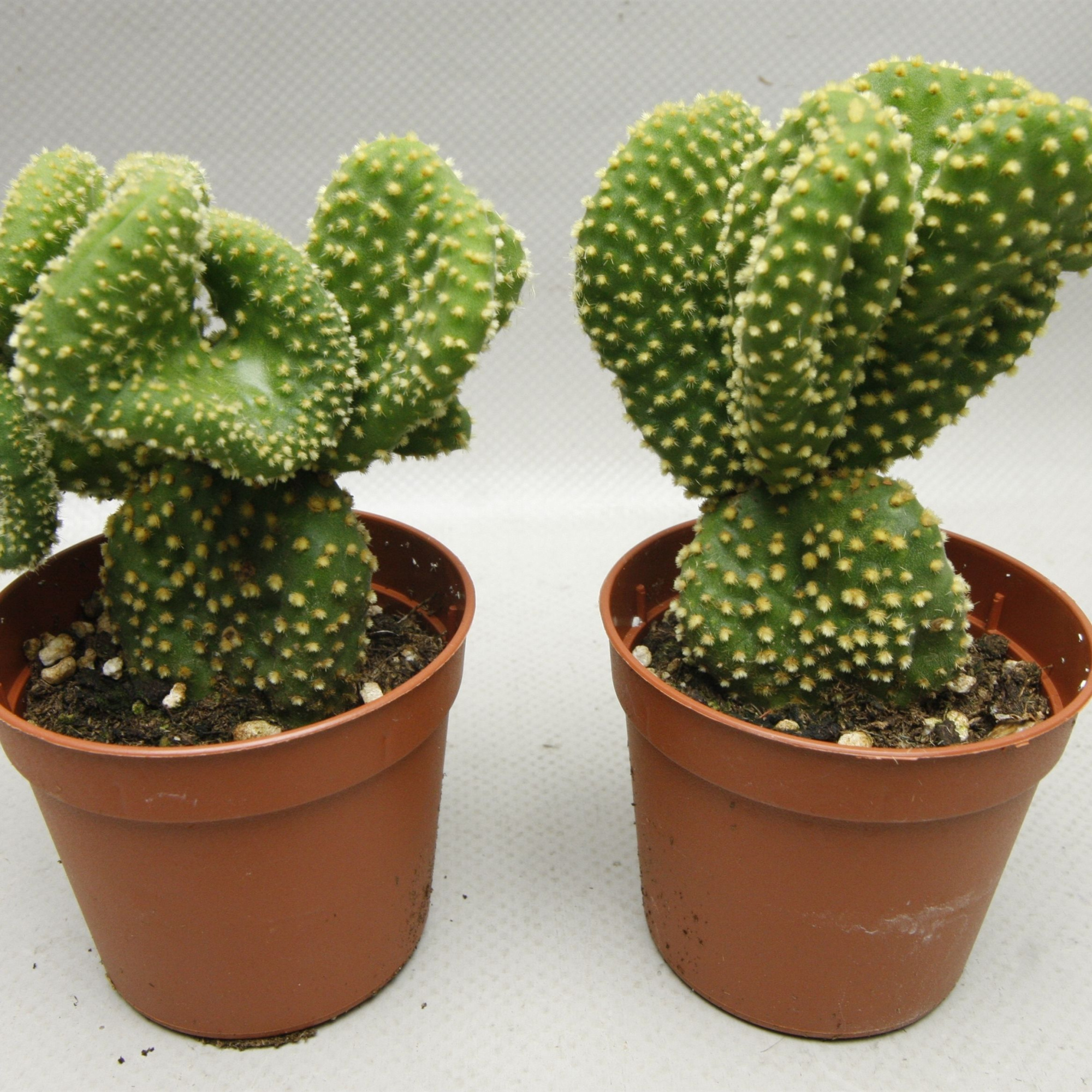 126 Opuntia Microdesis cristaat 8,5 cm, D 8,5 cm