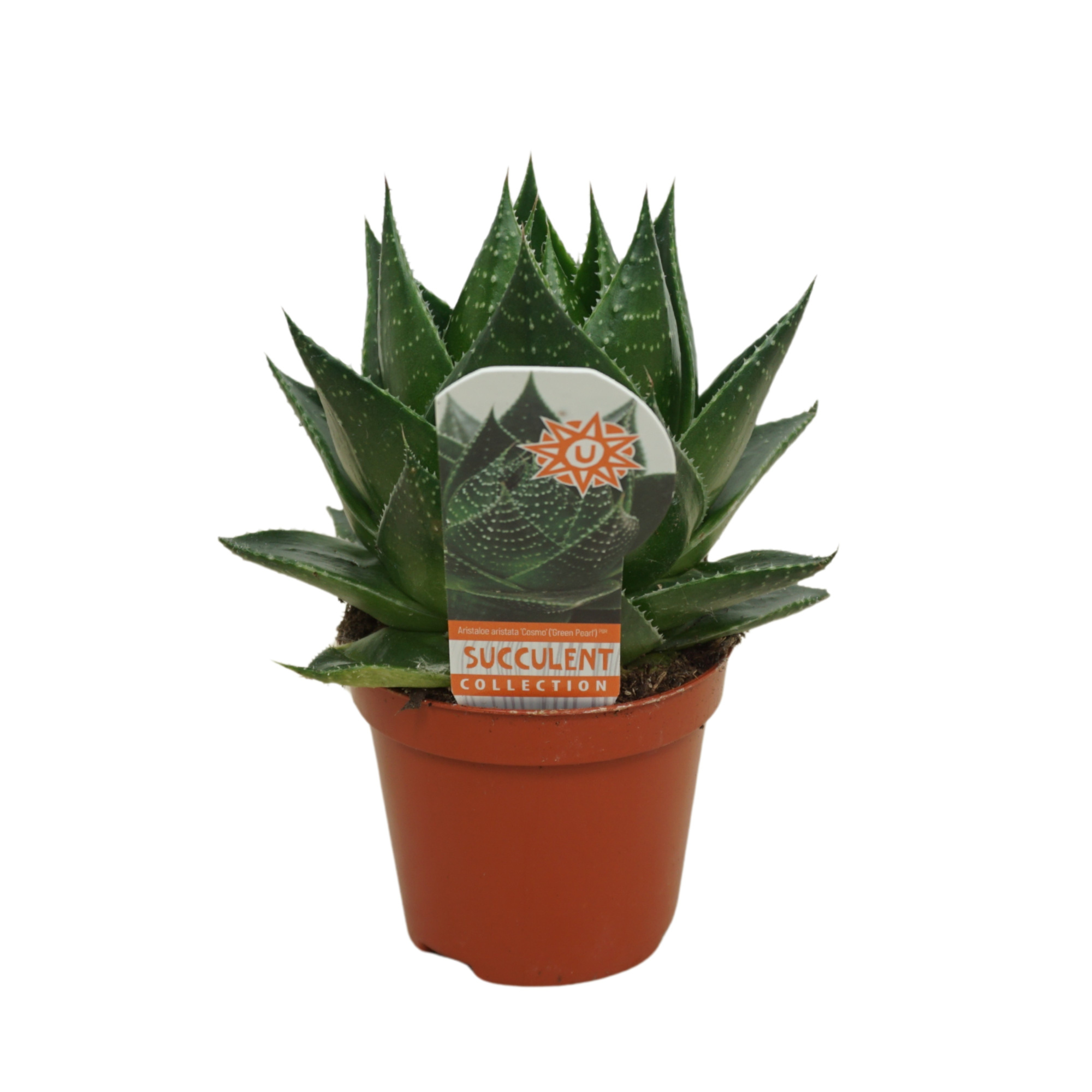 Aloë Cosmo 8,5 cm met etiket, D 8,5 cm