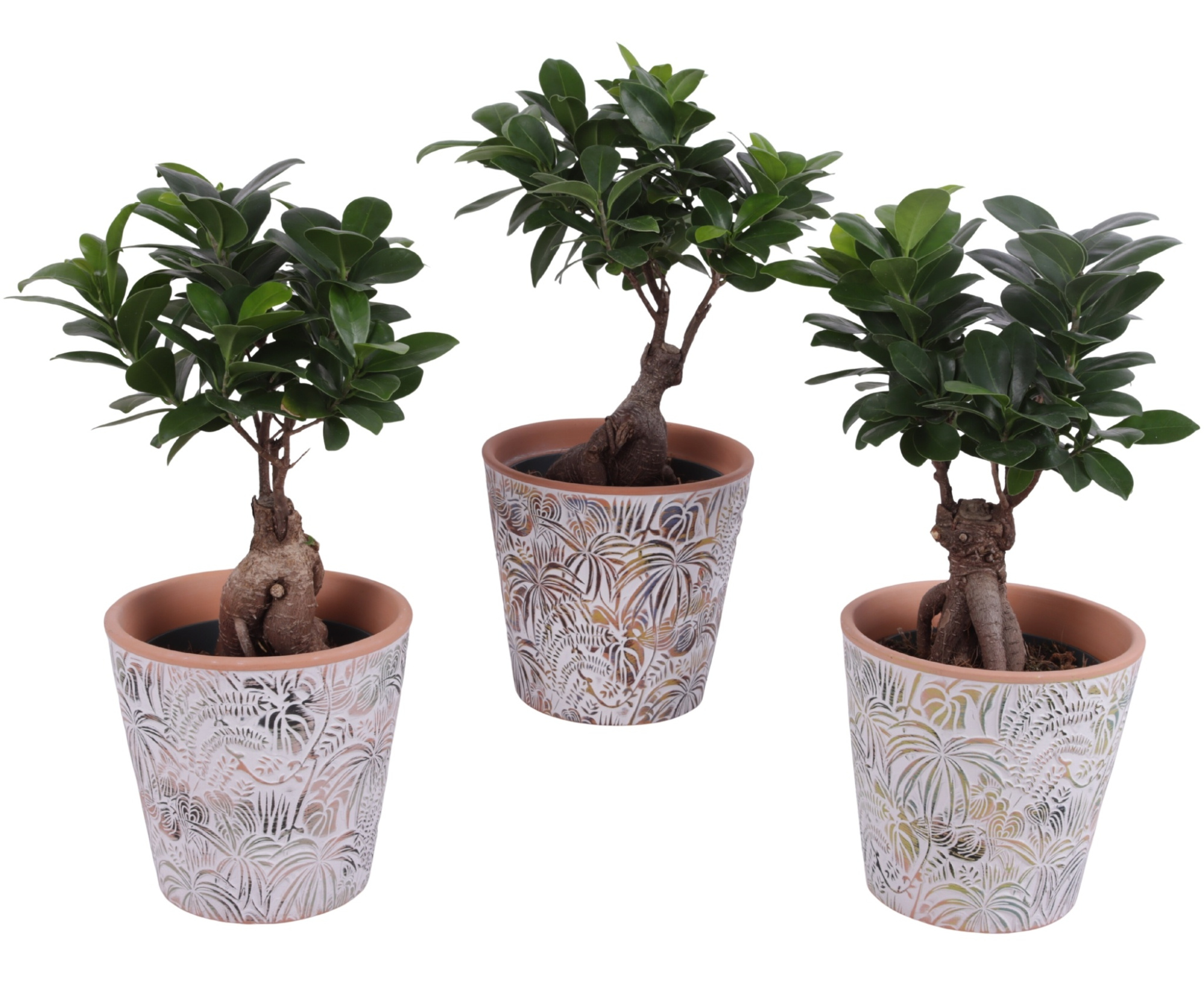Ficus m. Ginseng Ball Shape Ø12cm in Ø14cm Ceramic Pot Jungle, D 14