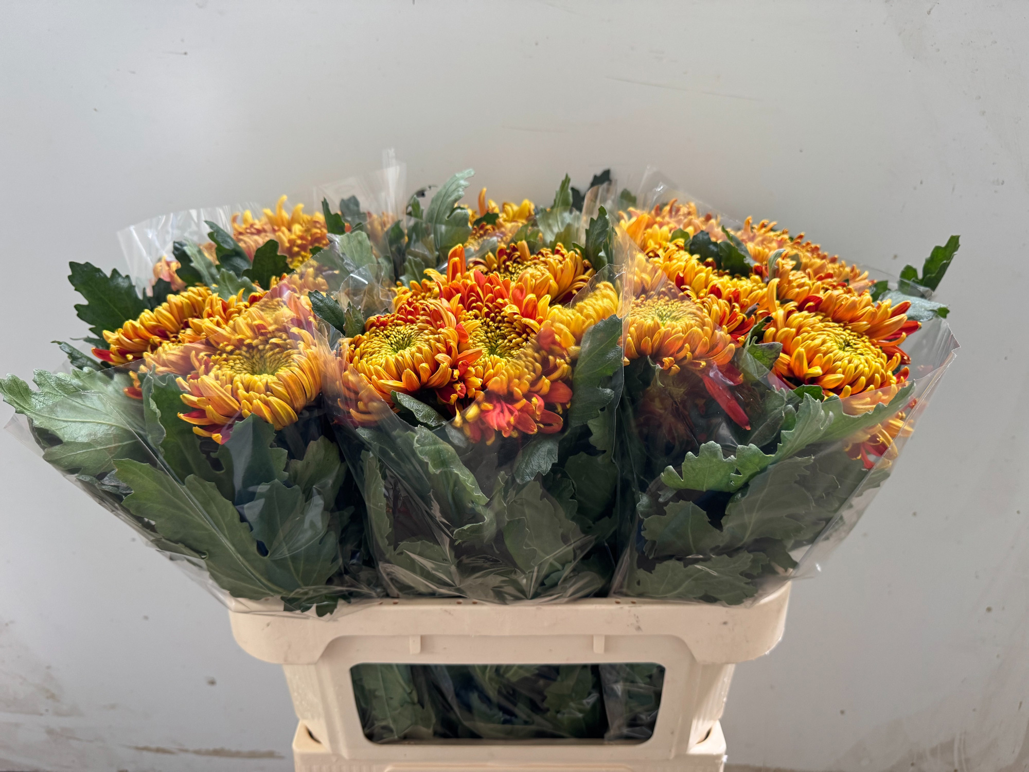 Хризантема од. Том Пирс Дарк 75, шт.