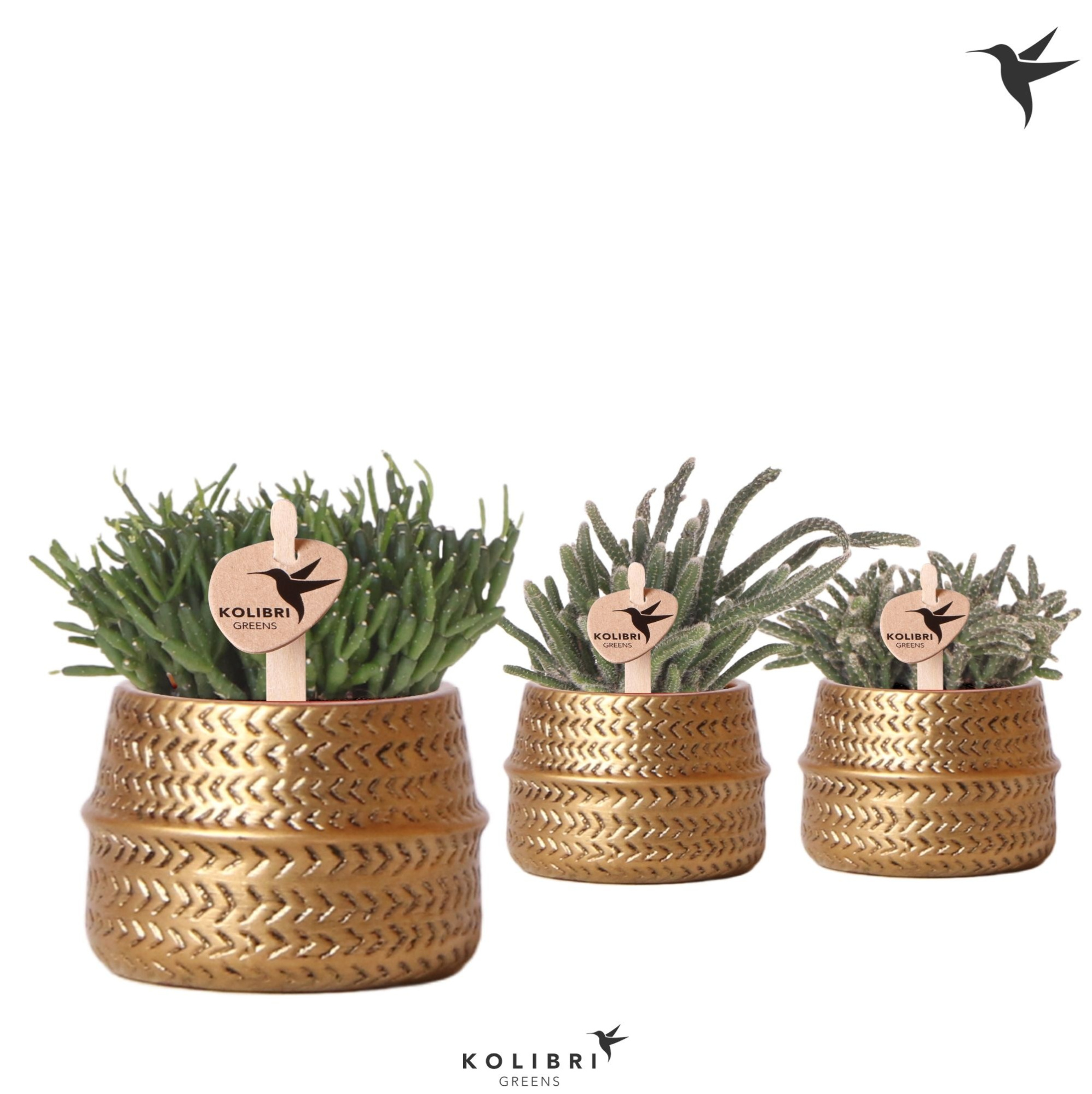 Kolibri Greens Rhipsalis mix in Groove pot gold, D 6 cm