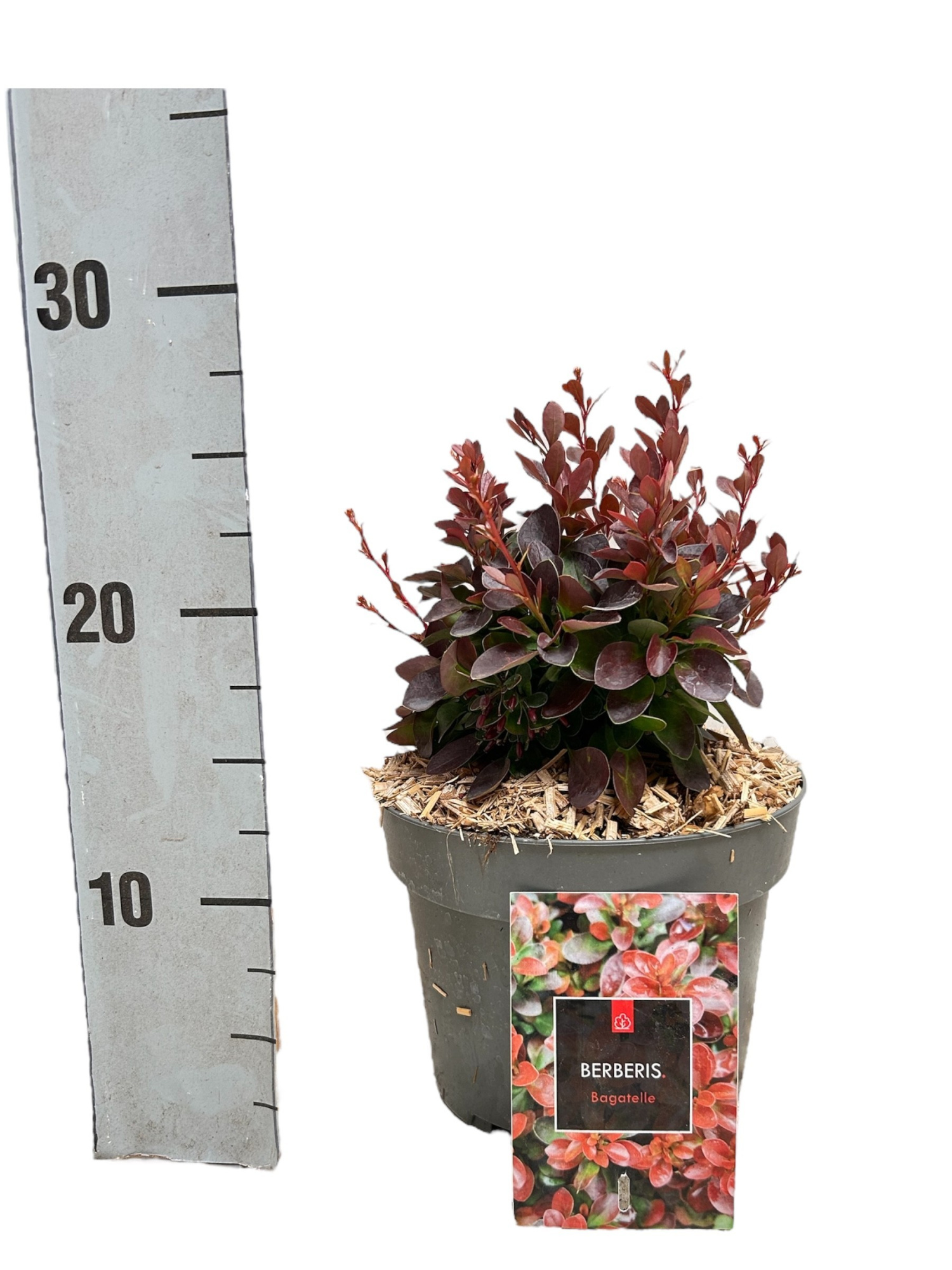 Berberis thunbergii 'Bagatelle', D 17 cm