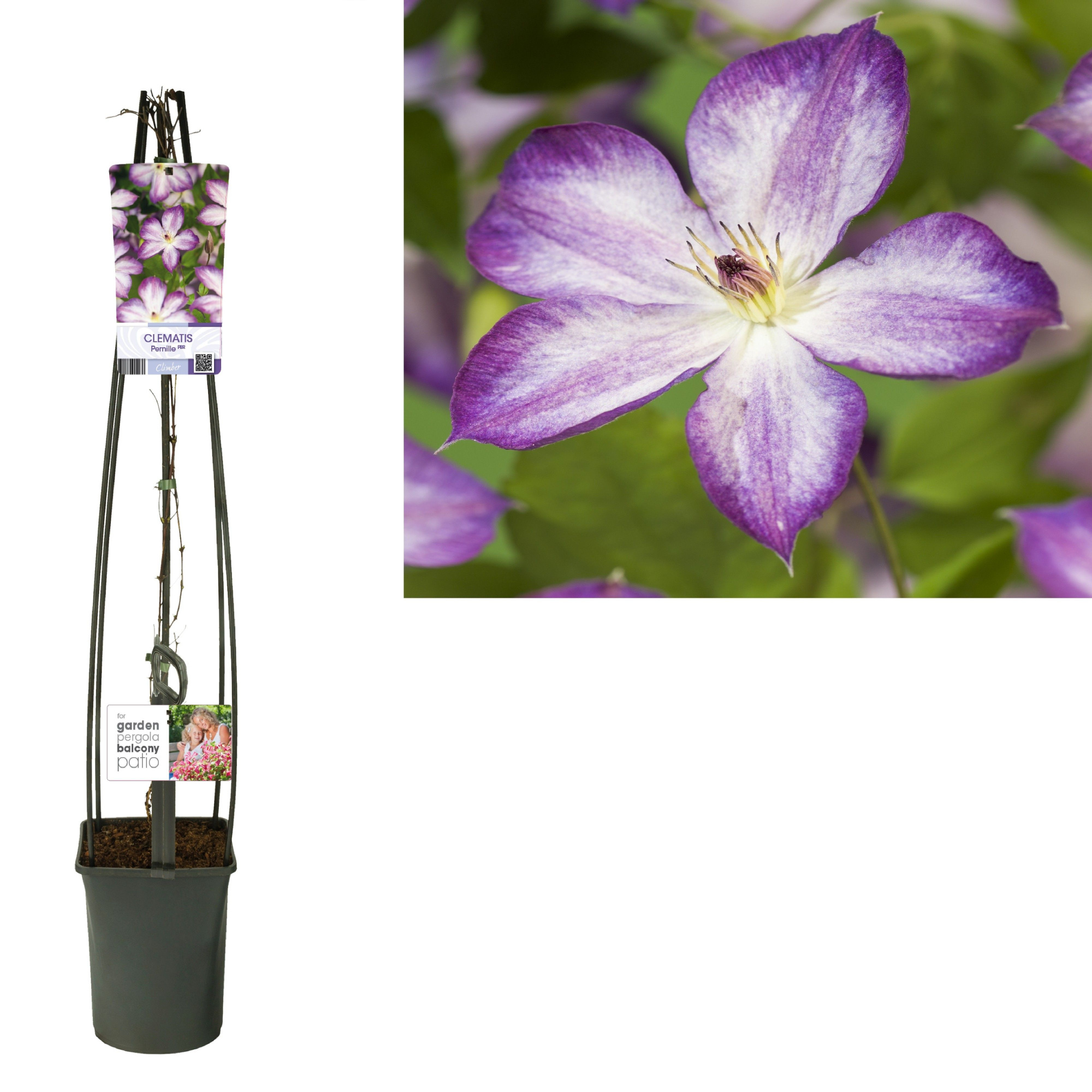 Clematis Pernille PBR +light label, D 23