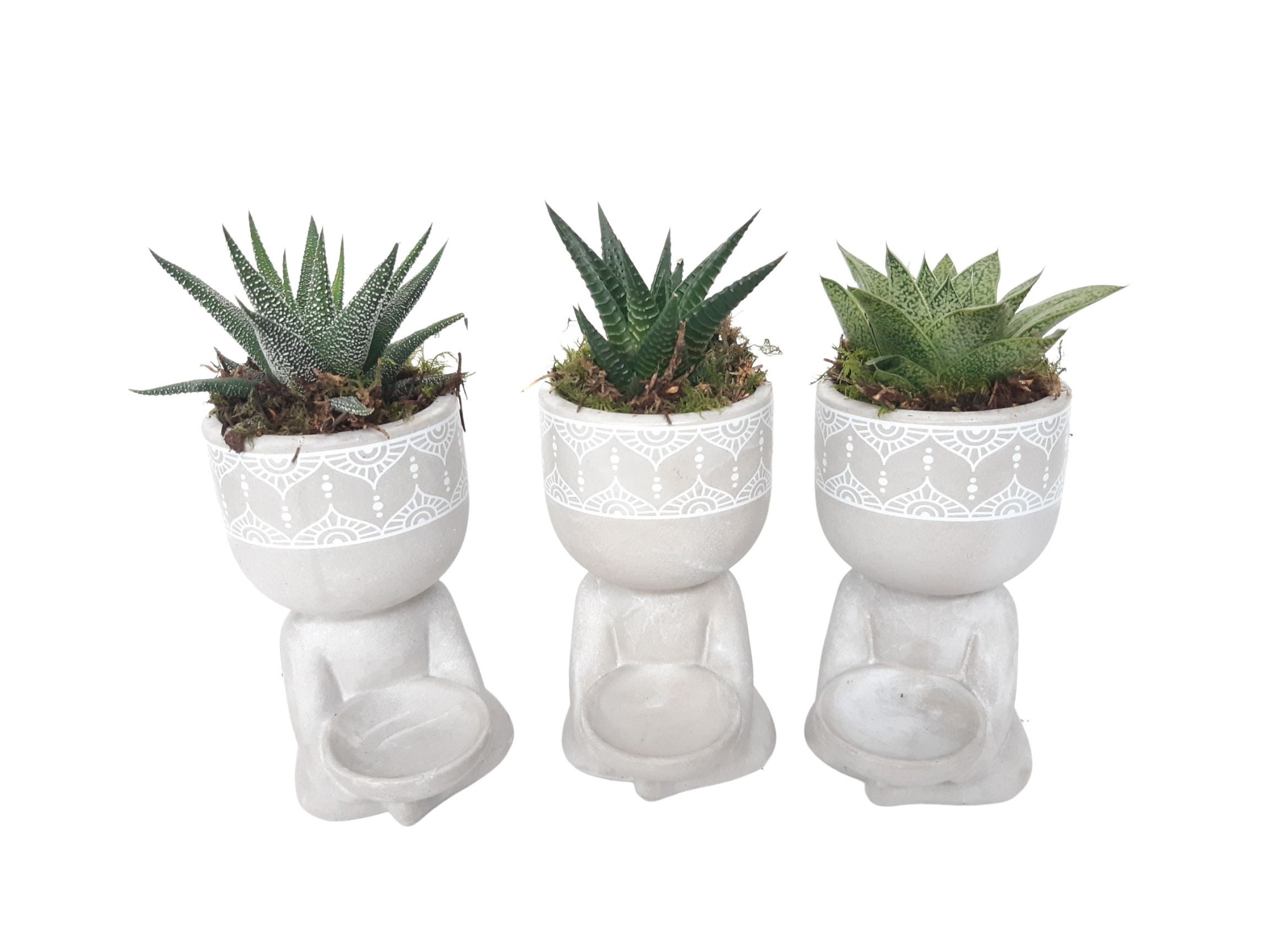 BG10SUC Buddha Grijs mini succulentmix, D 10 cm