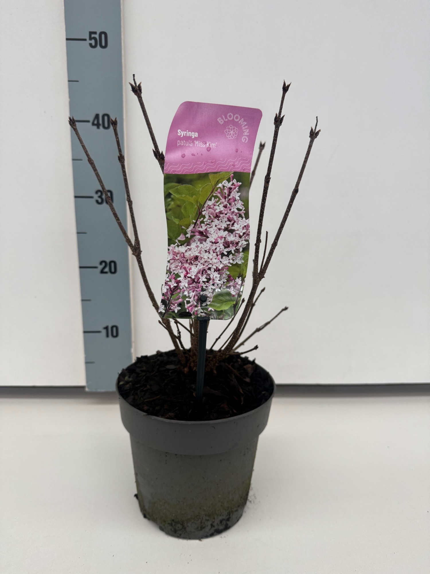 Syringa patula 'Miss Kim', D 17