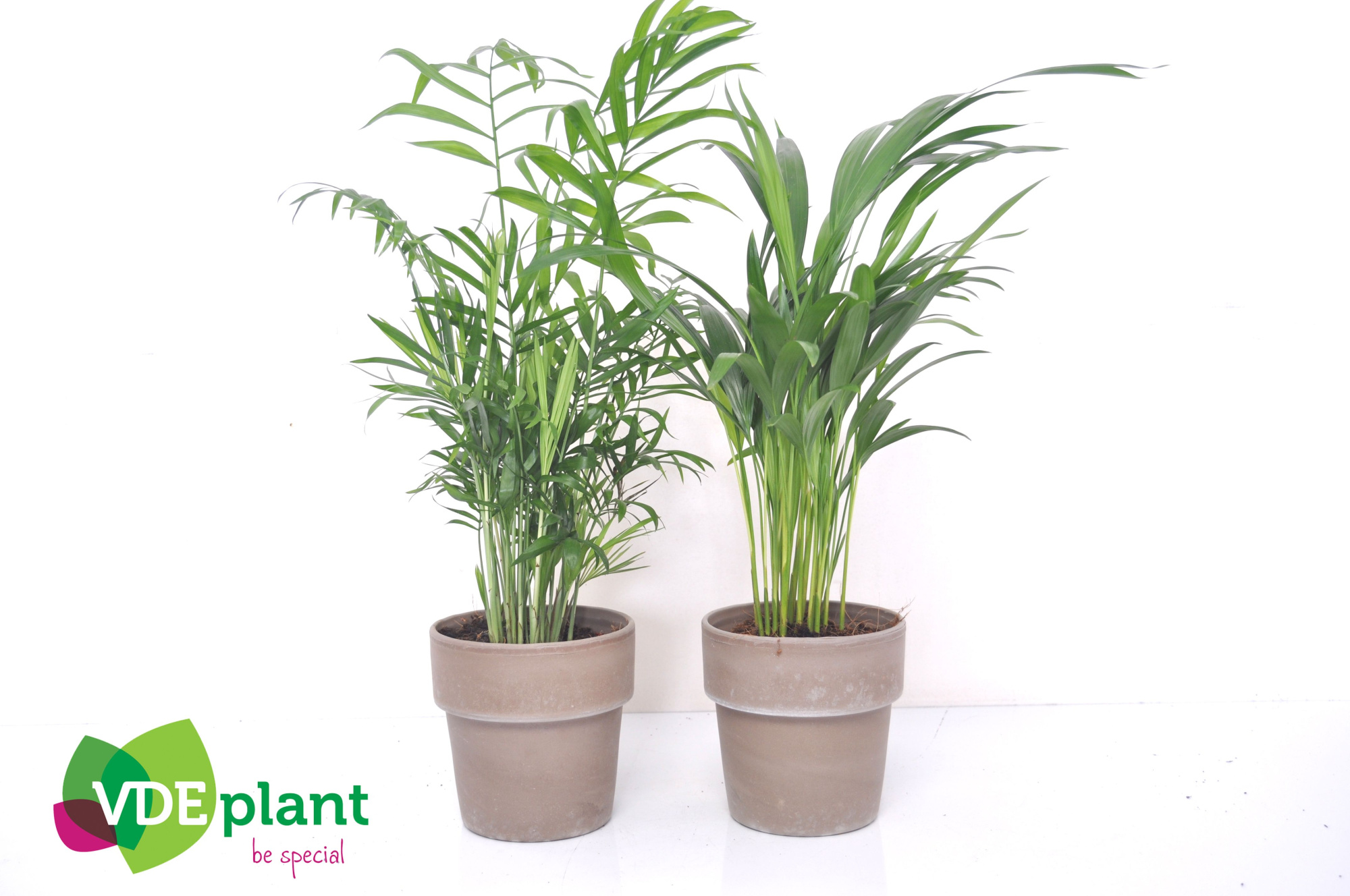 Palm mix in Terracotta, D 12 cm