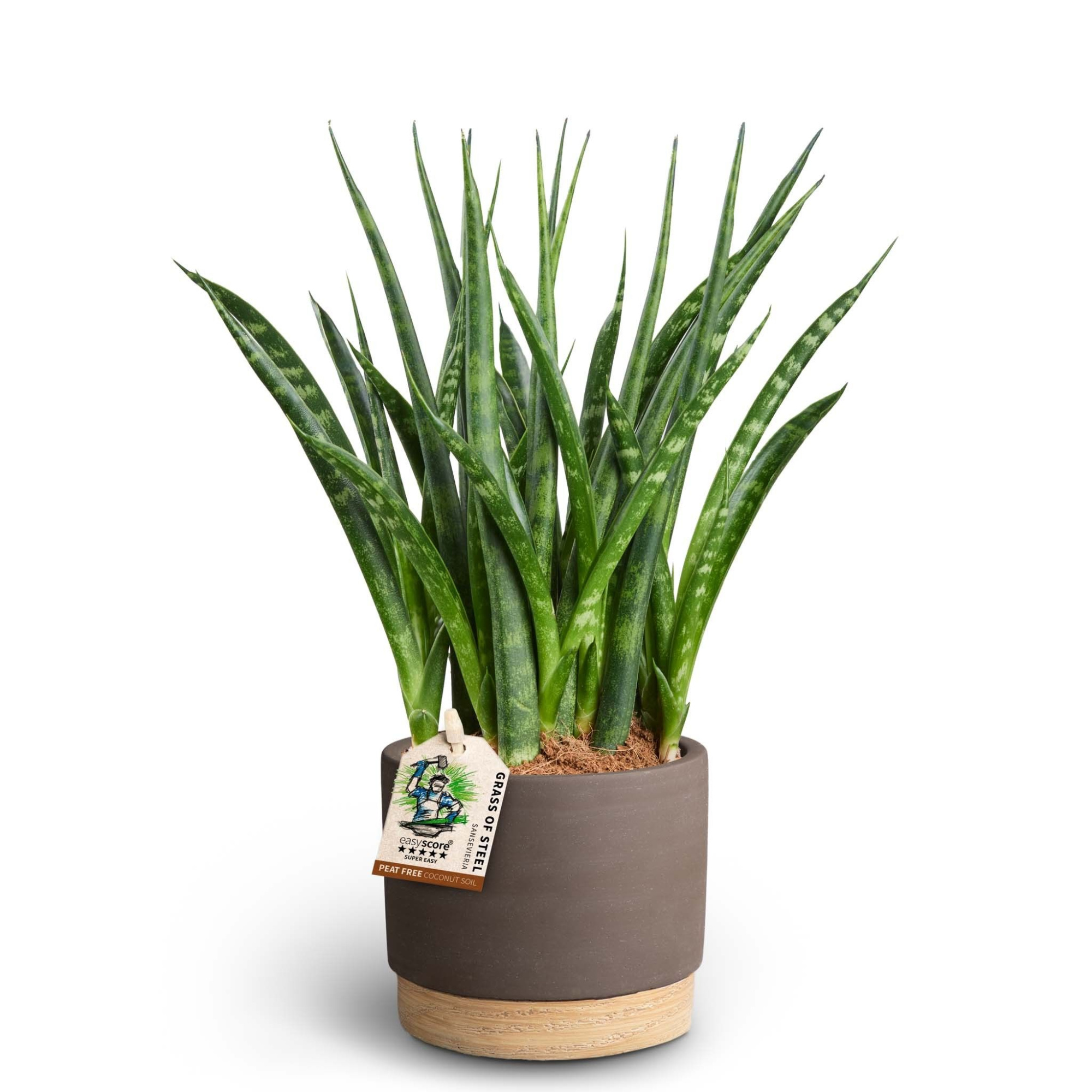 Woodbase Mocca, Sansevieria ´Fernwood´, D 10 cm