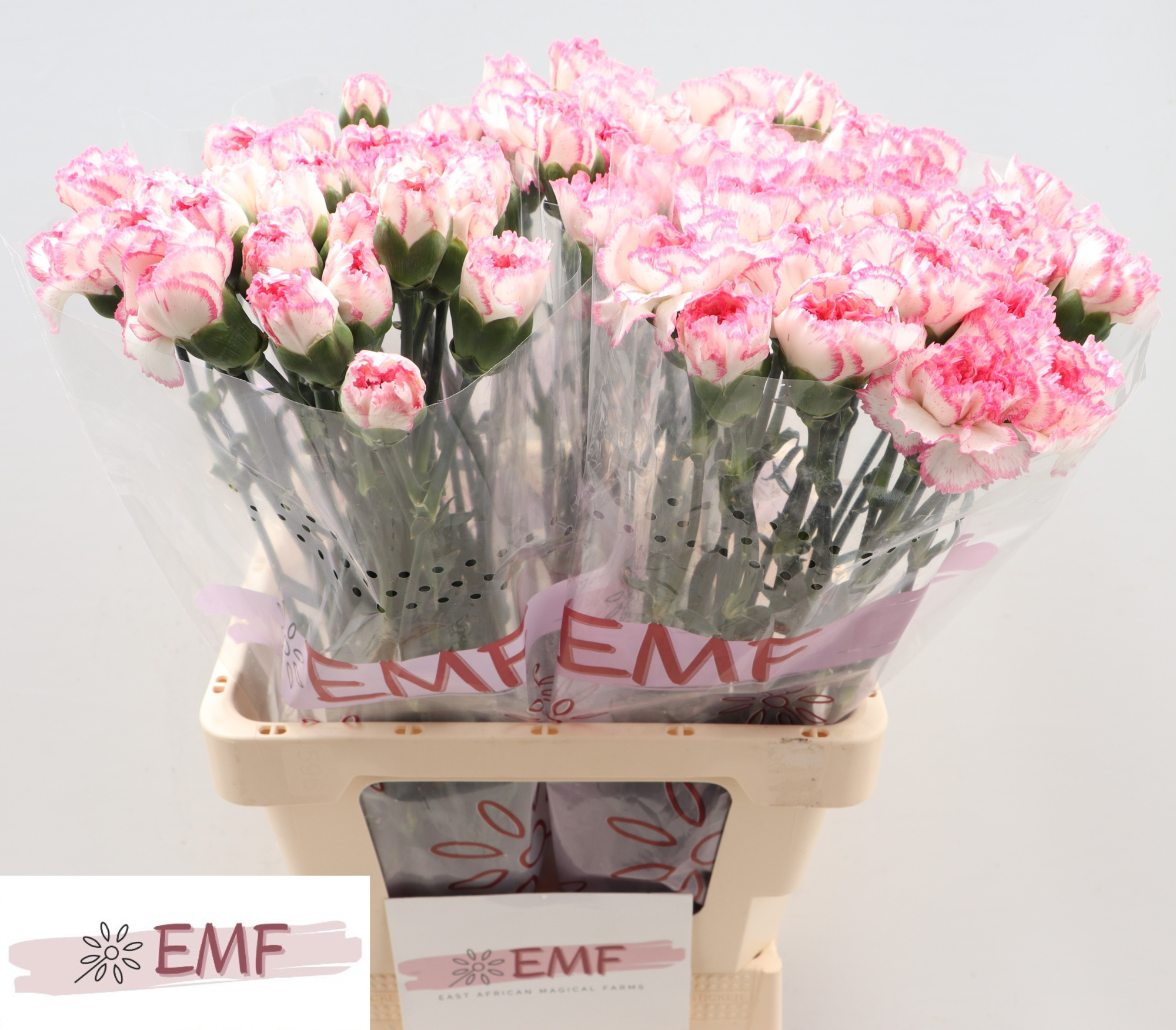 Диантус од. Комачи, шт.