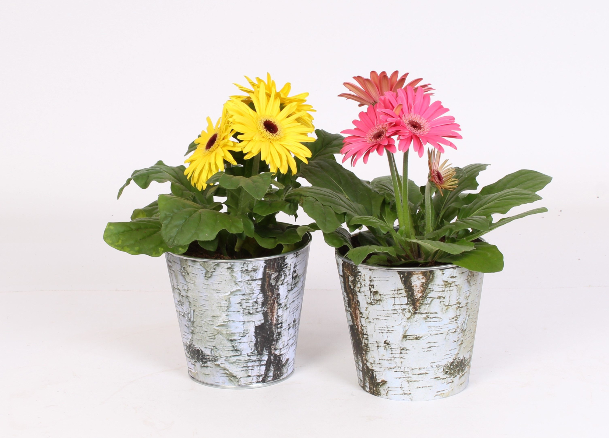 Gerbera belicht 2+ in zinken pot met berken print, D 12 cm