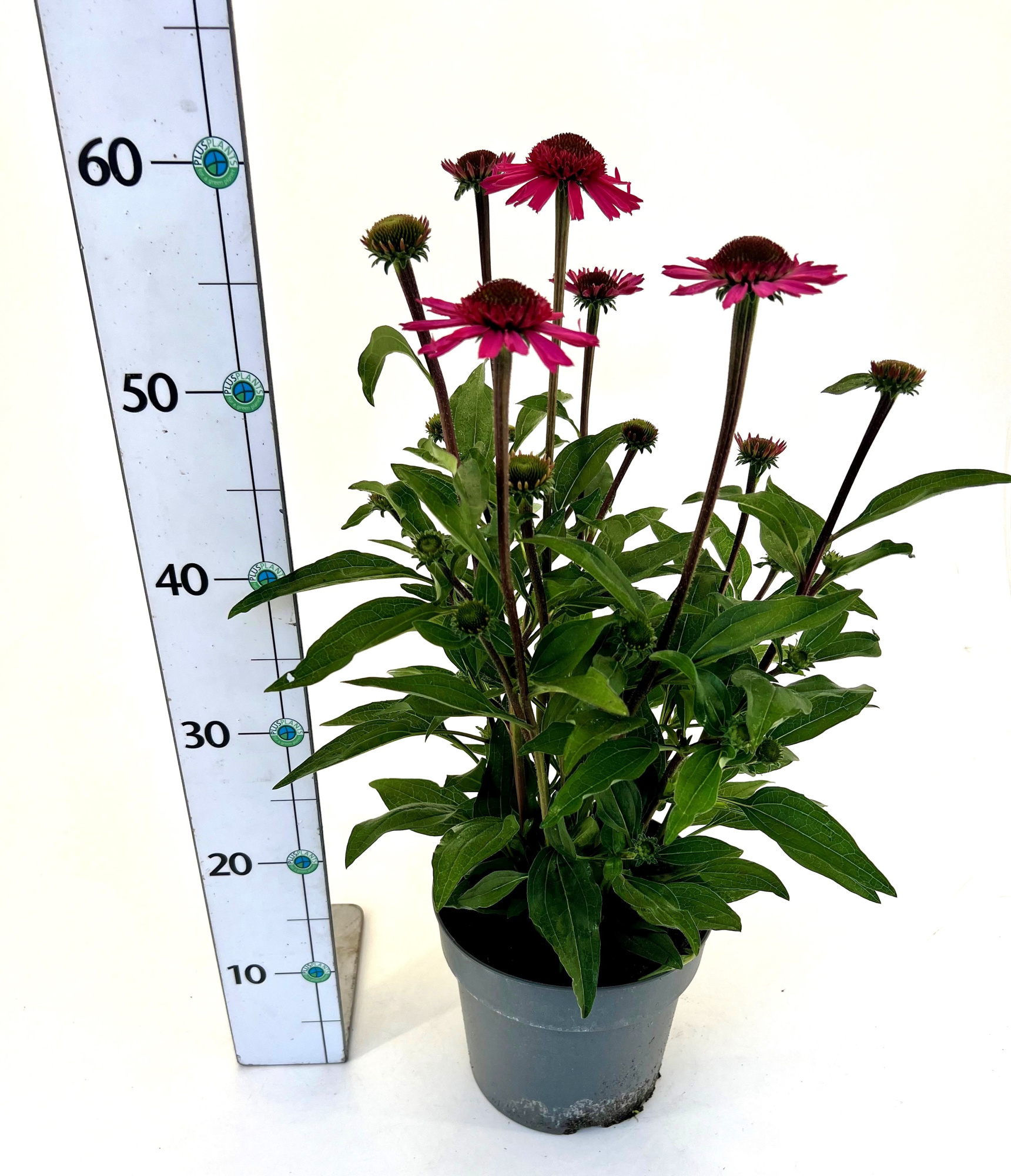 Echinacea Meristem 'Delicious Candy', D 19