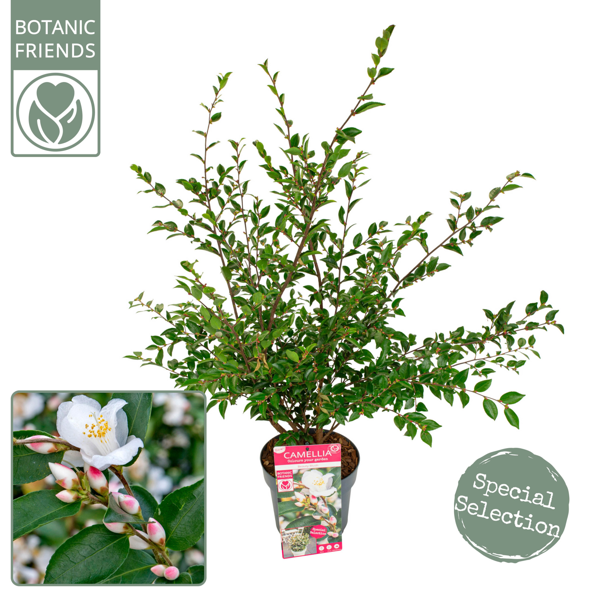 Camellia jap. 'Beauty Blush' PREMIUM, D 19