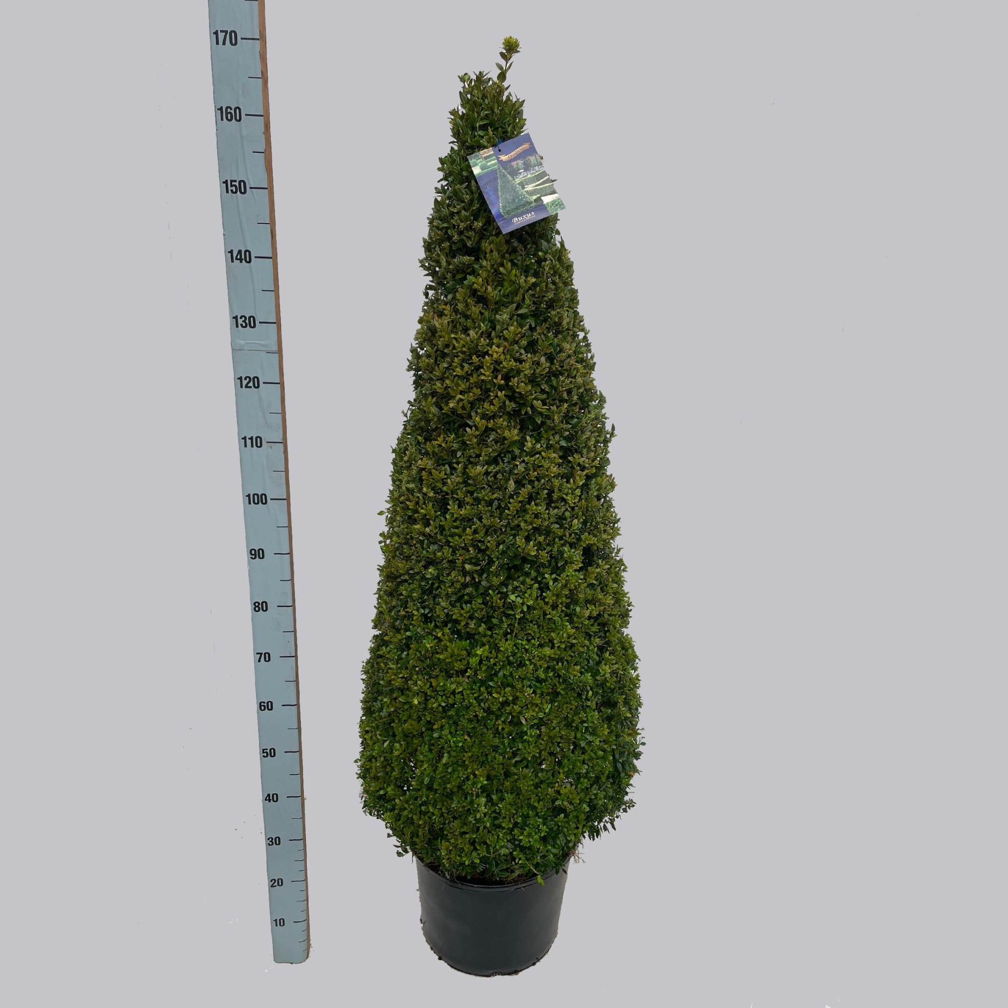 Buxus semp. pyr.130-140 40/C24, D 40 cm