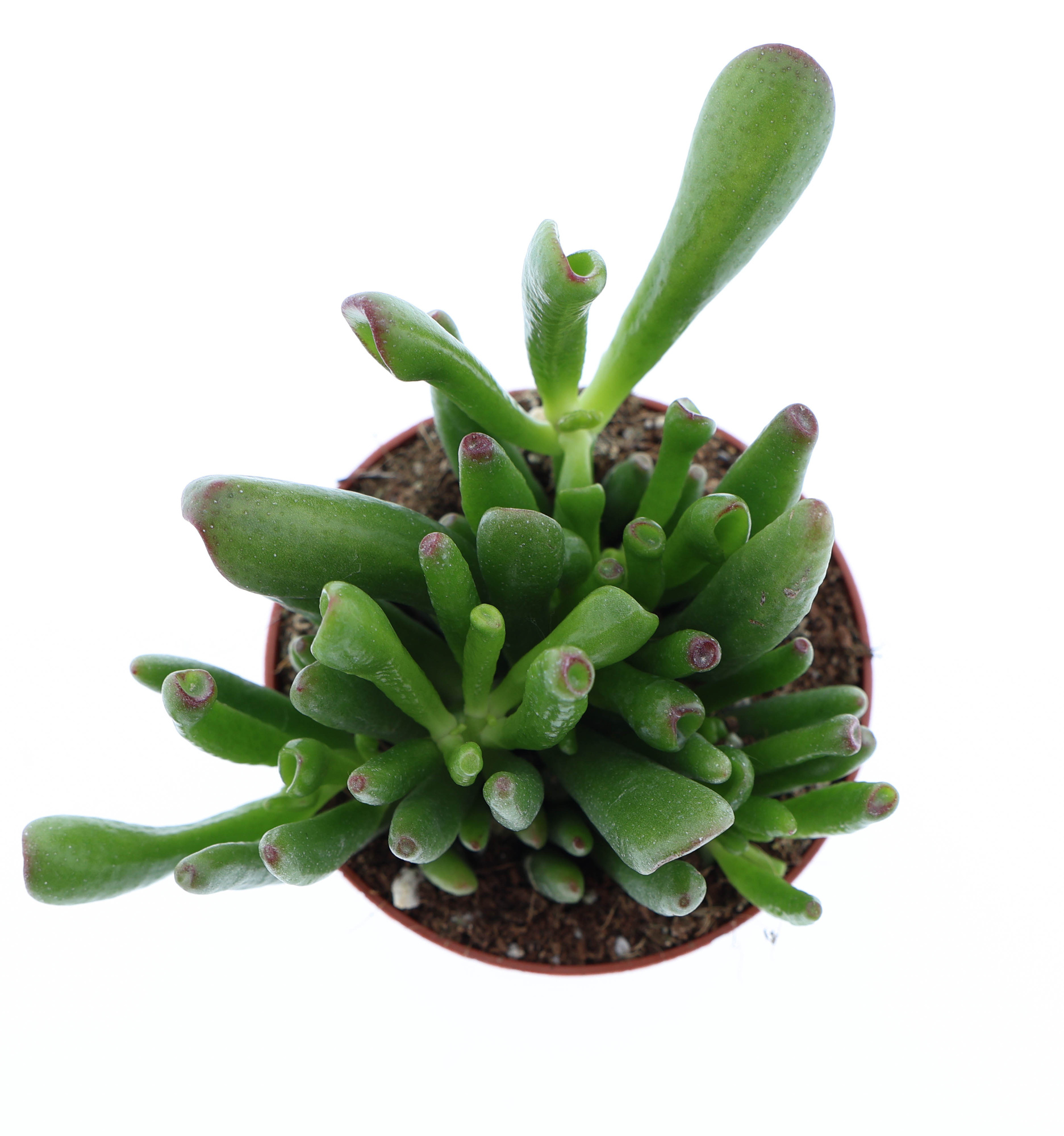 Crassula hobbit, D 8,5 cm