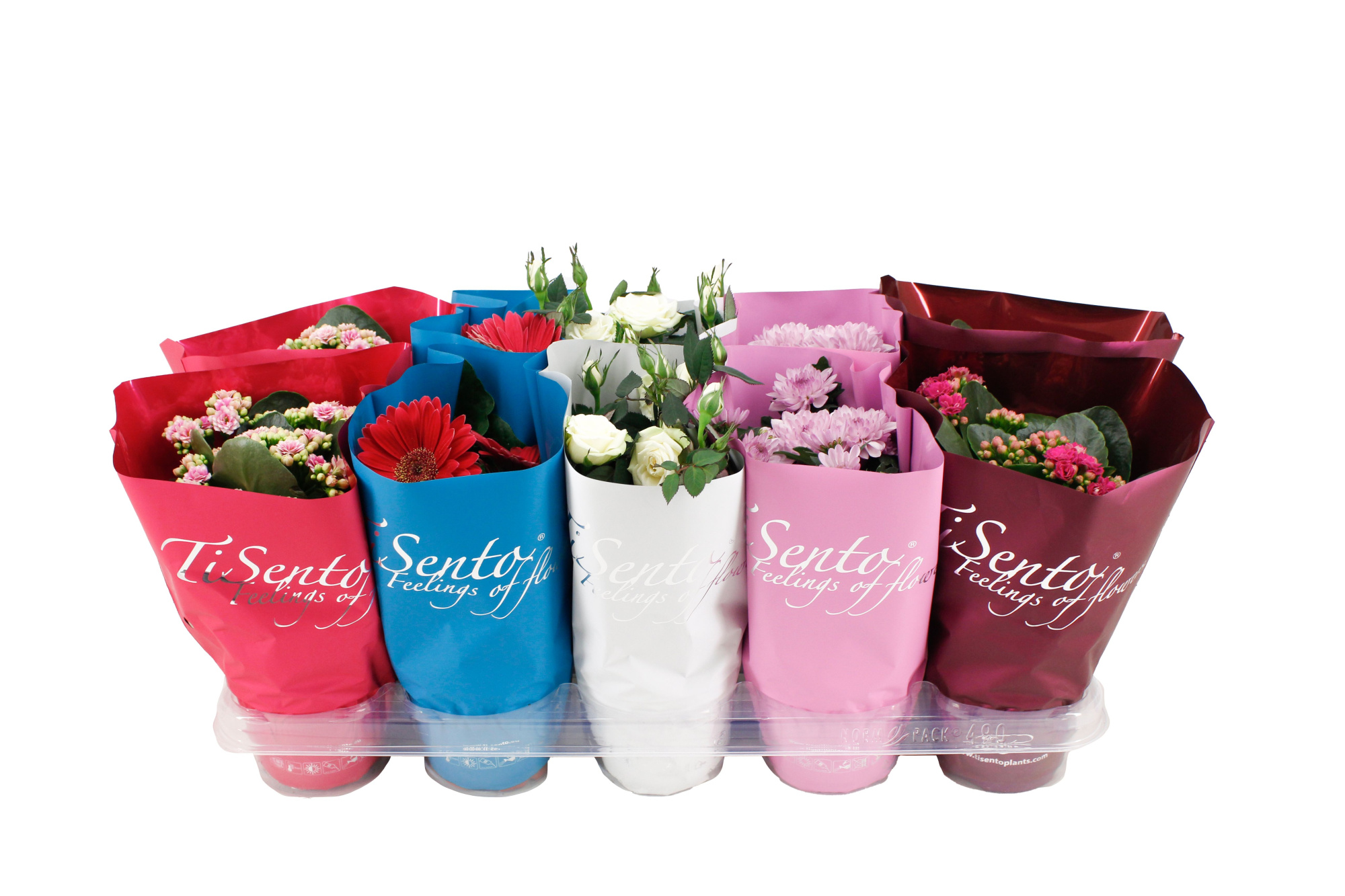 Tisento bloeimix 12cm, D 12 cm