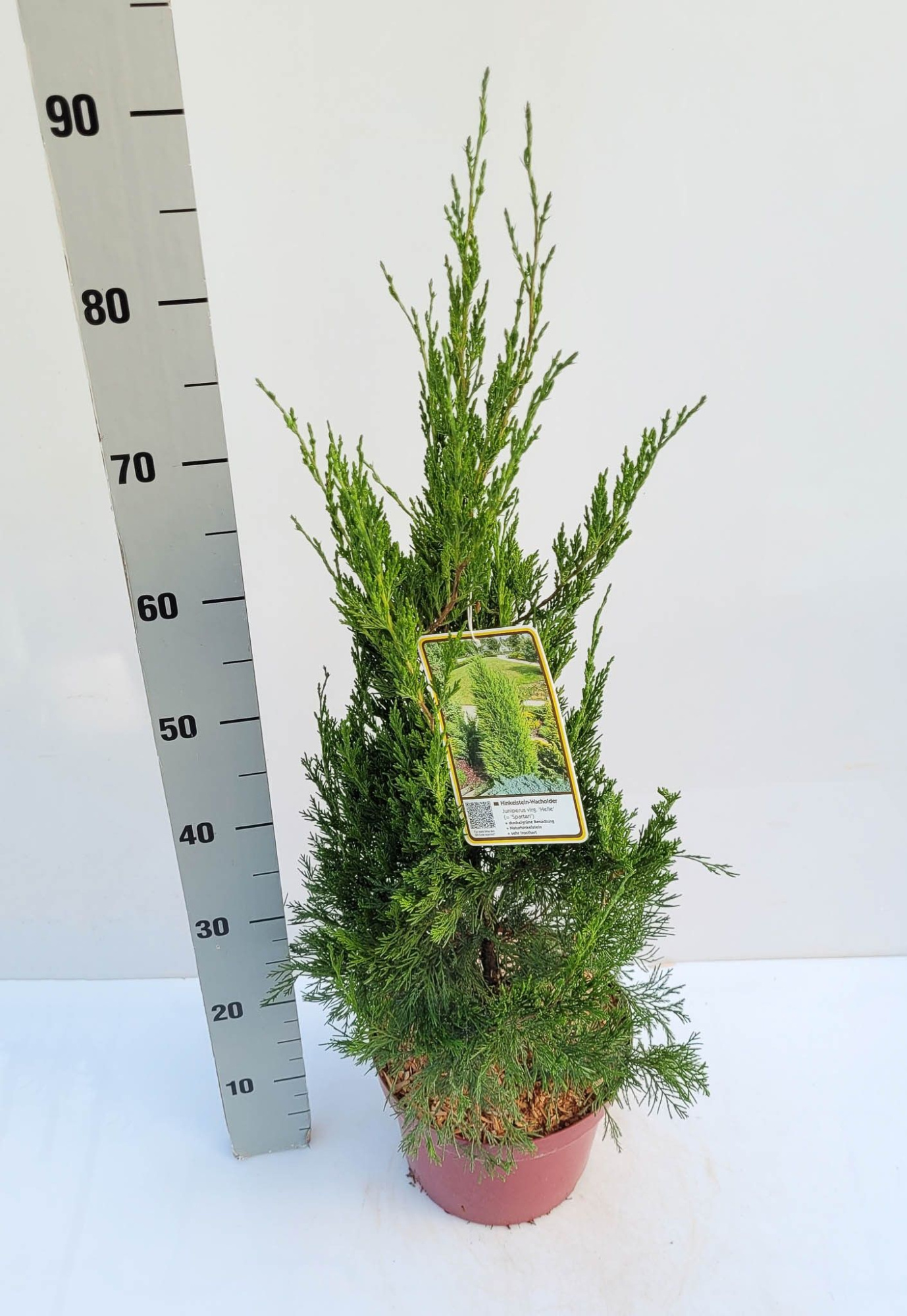 Juniperus virginiana Helle (Spartan) C5 50-60, D 23 cm