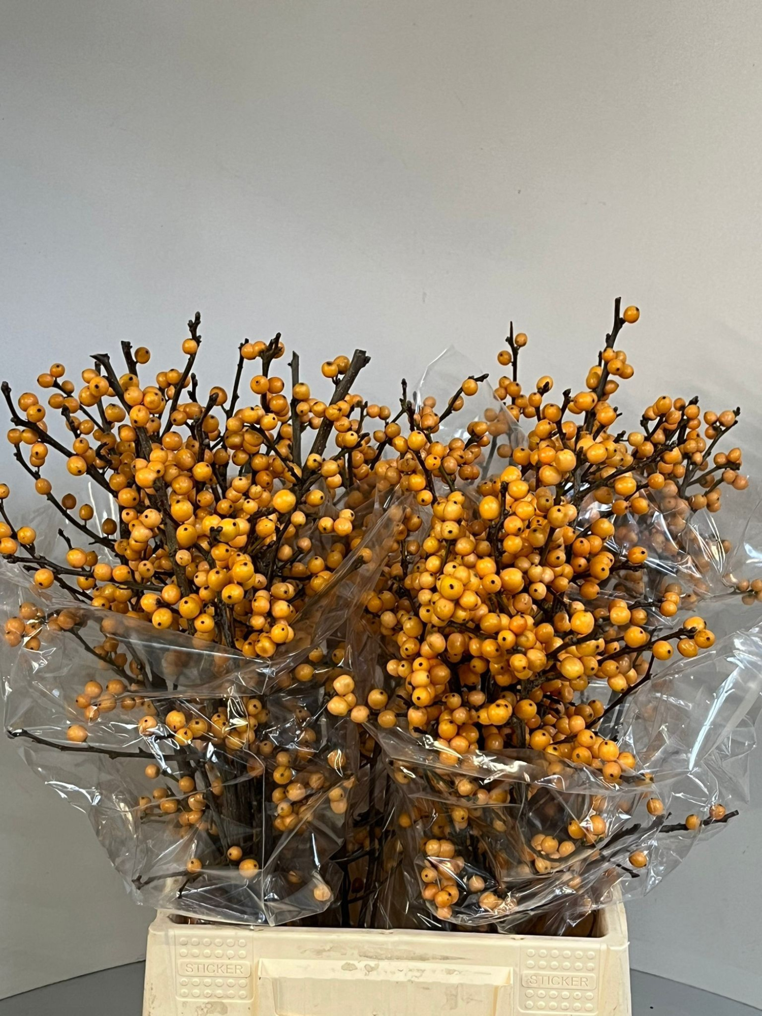 Илекс Голден Вербум 50, шт.