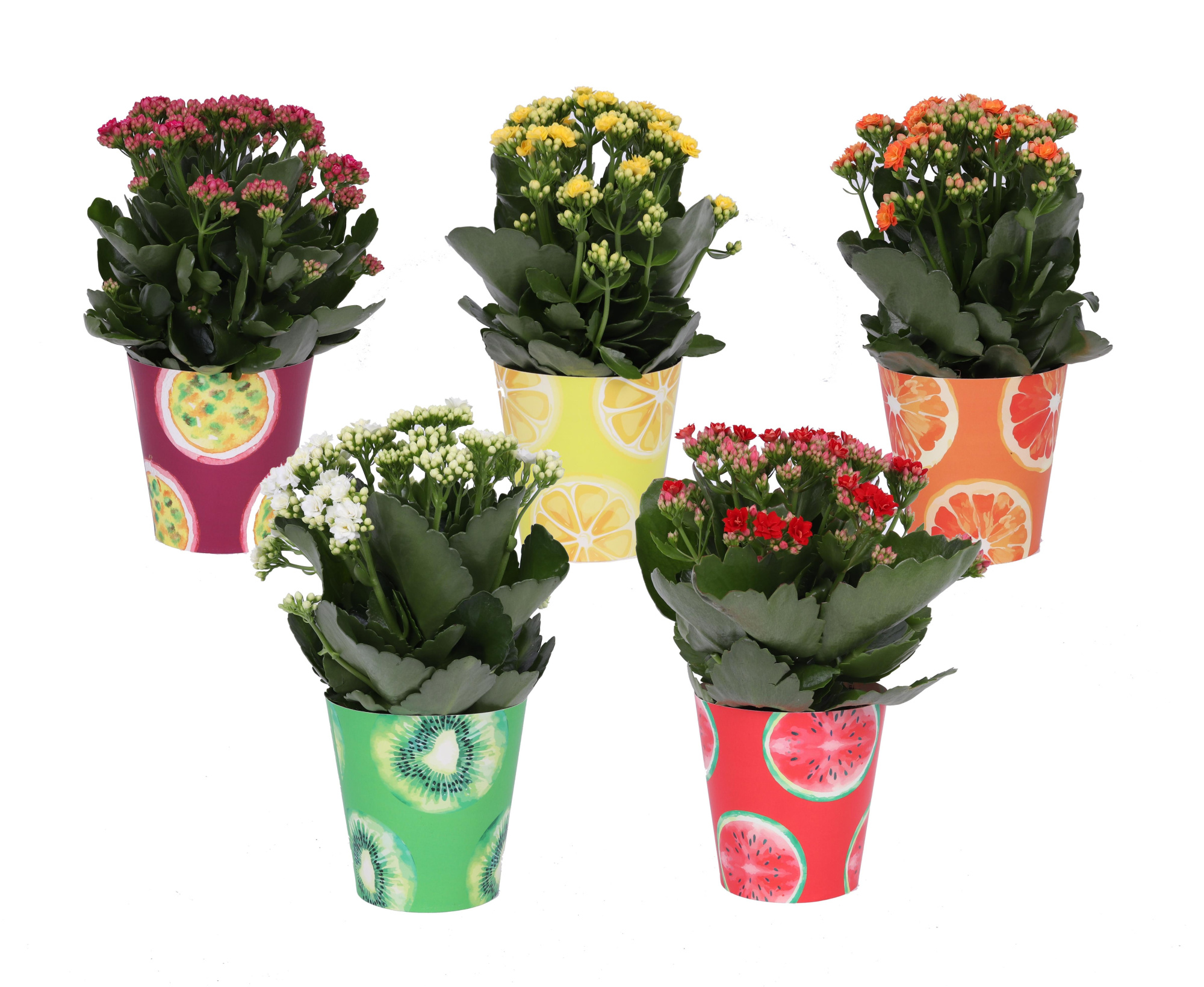 KP-909.1 - Kalanchoe Rosalina 12cm in smartcup Tropical, D 12 cm