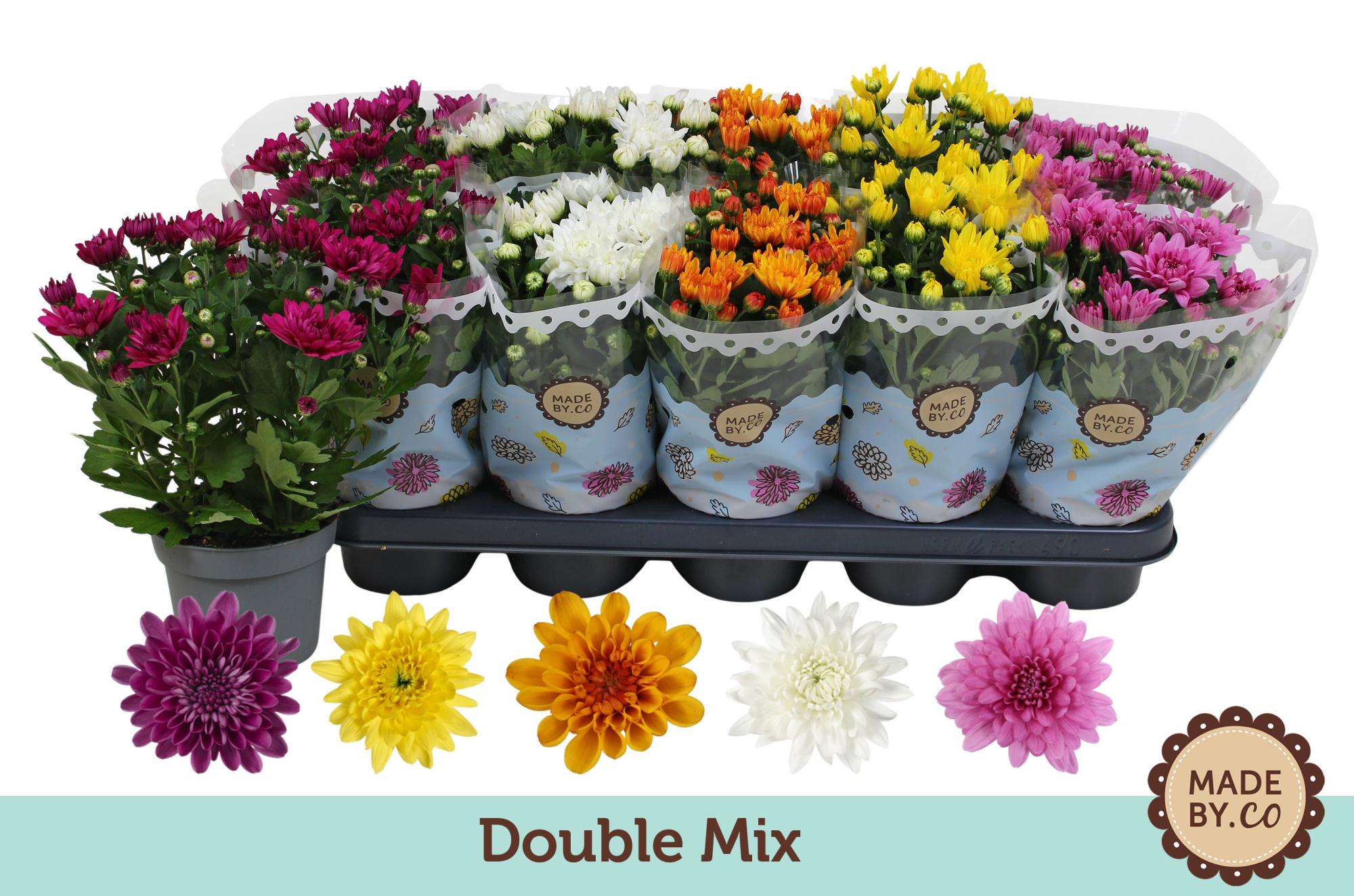 Chrysant Double mix without yellow, D 12