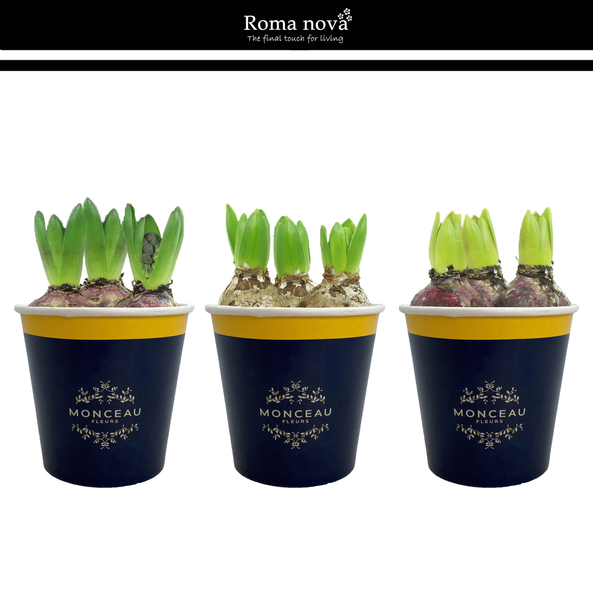 1031H - Cup Monceau Fleurs (Hyacint), D 12 cm